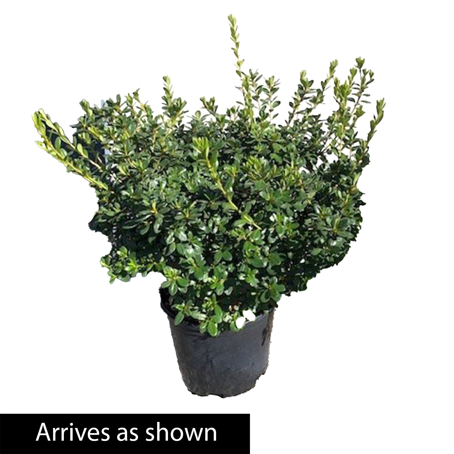 Spring Hill Nurseries 90093 shrubs - View #3