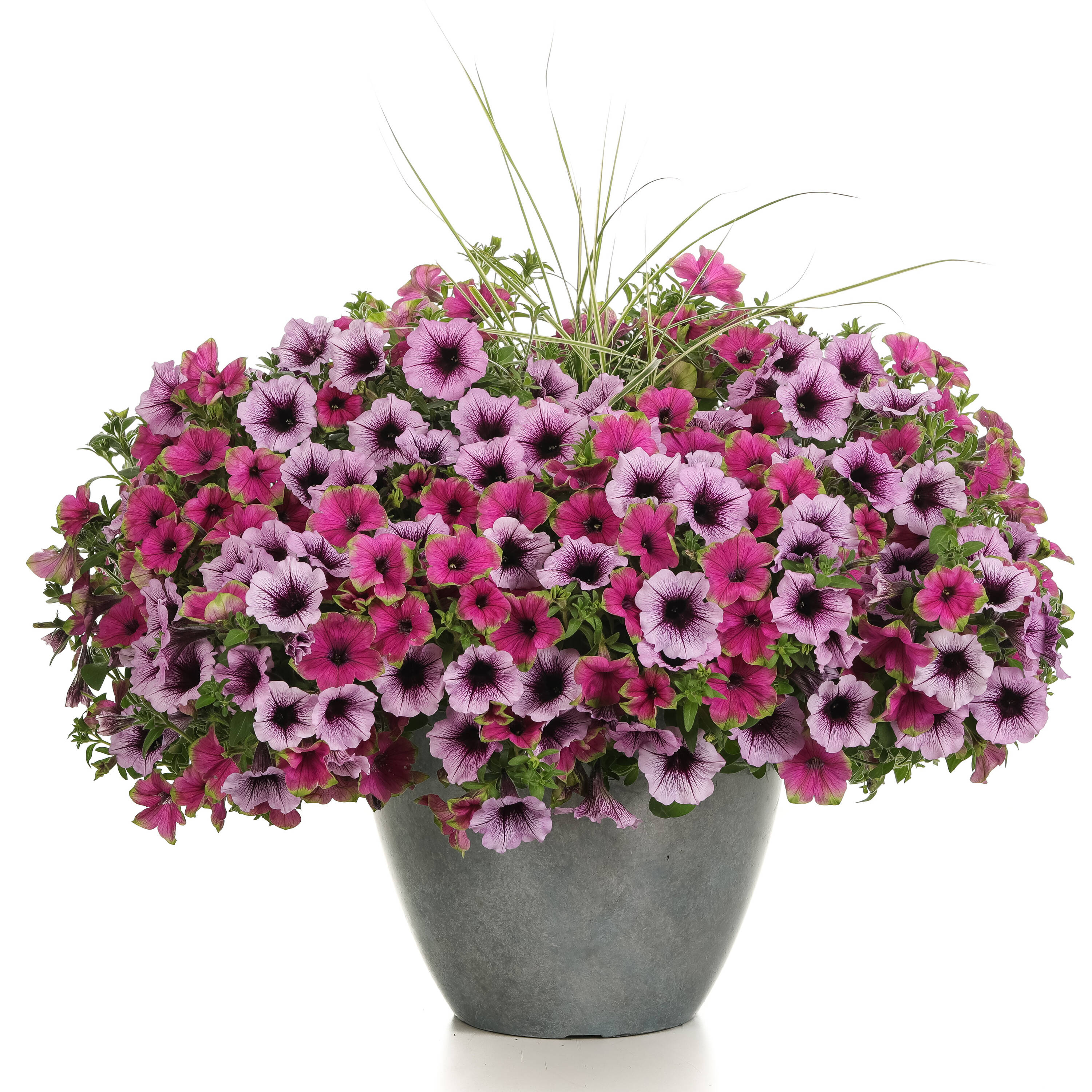 Proven Winners SUPPRW1457504 annuals - View #5