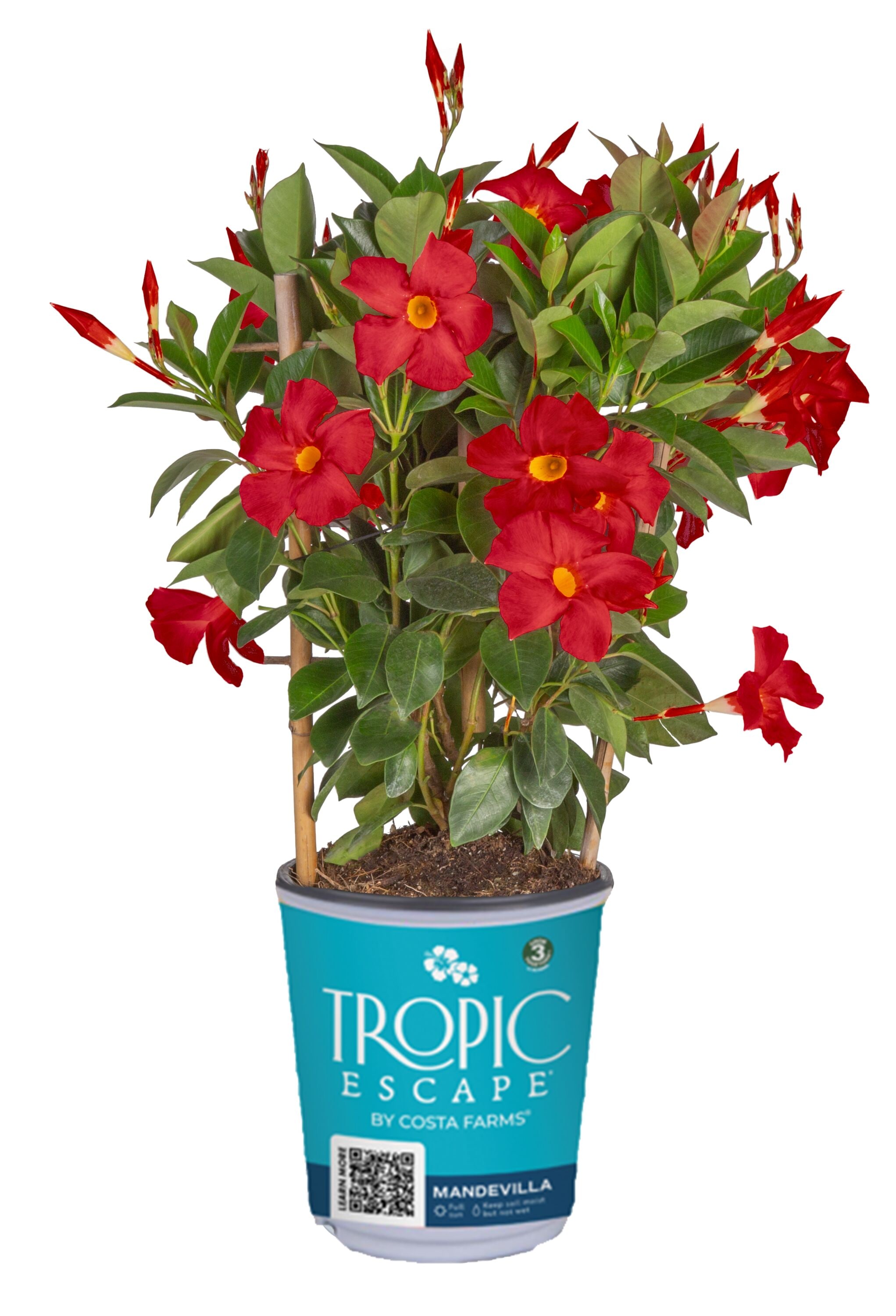 Lowe's NURSERY Tropic Escape Crimson Mandevilla Shrub in 2.5-Quart