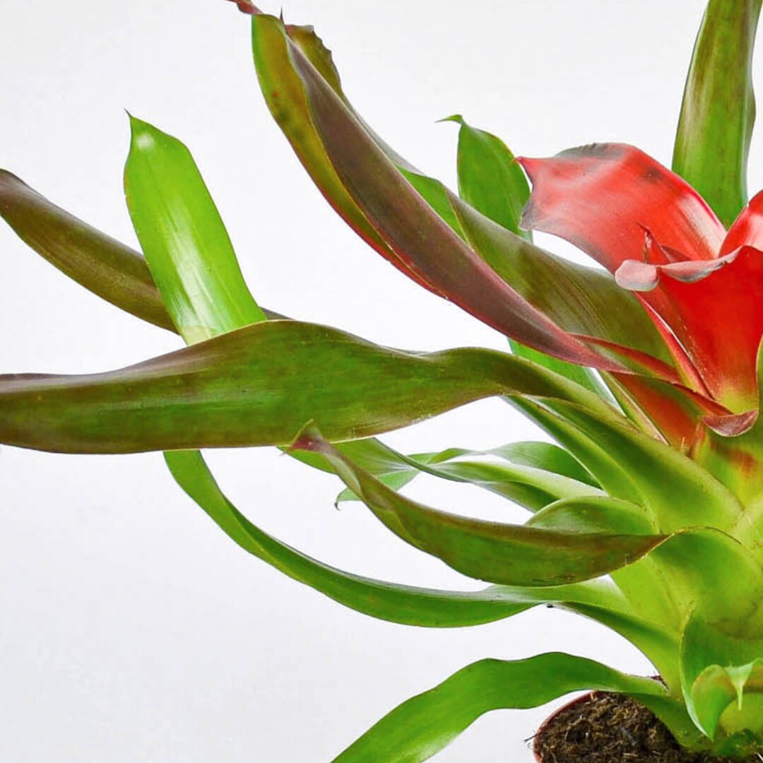 House Plant Shop 6-BROMELIAD-MEDUSA hseplants - View #2