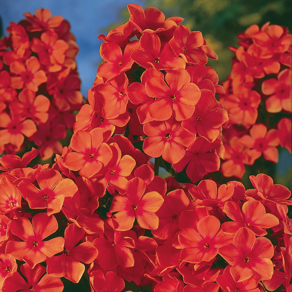 Orange Perfection Tall Phlox Perennial Plants Plants, Bulbs & Seeds at ...