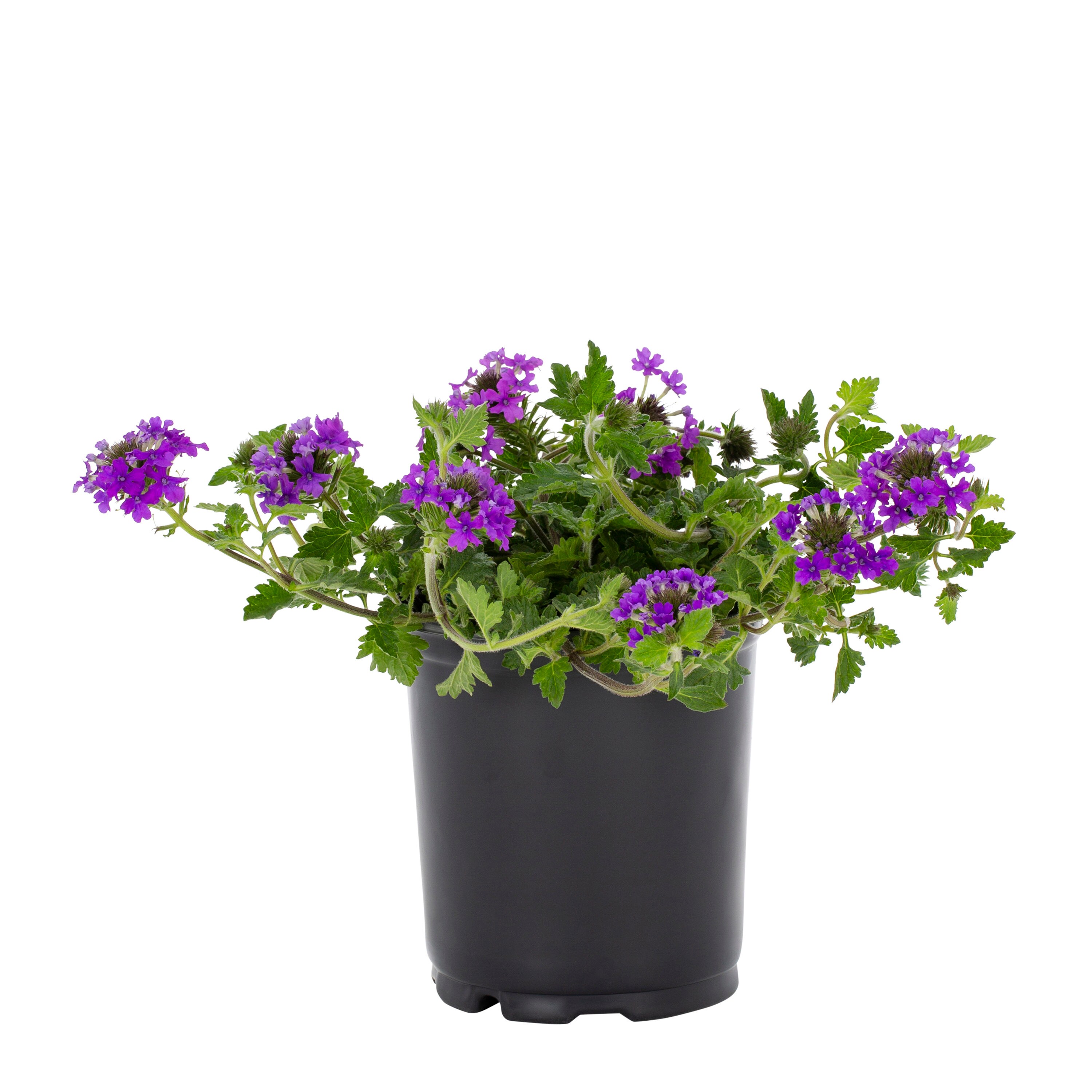 Metrolina Greenhouses Purple Verbena in 2.5-Quart Pot 3-Pack in the ...
