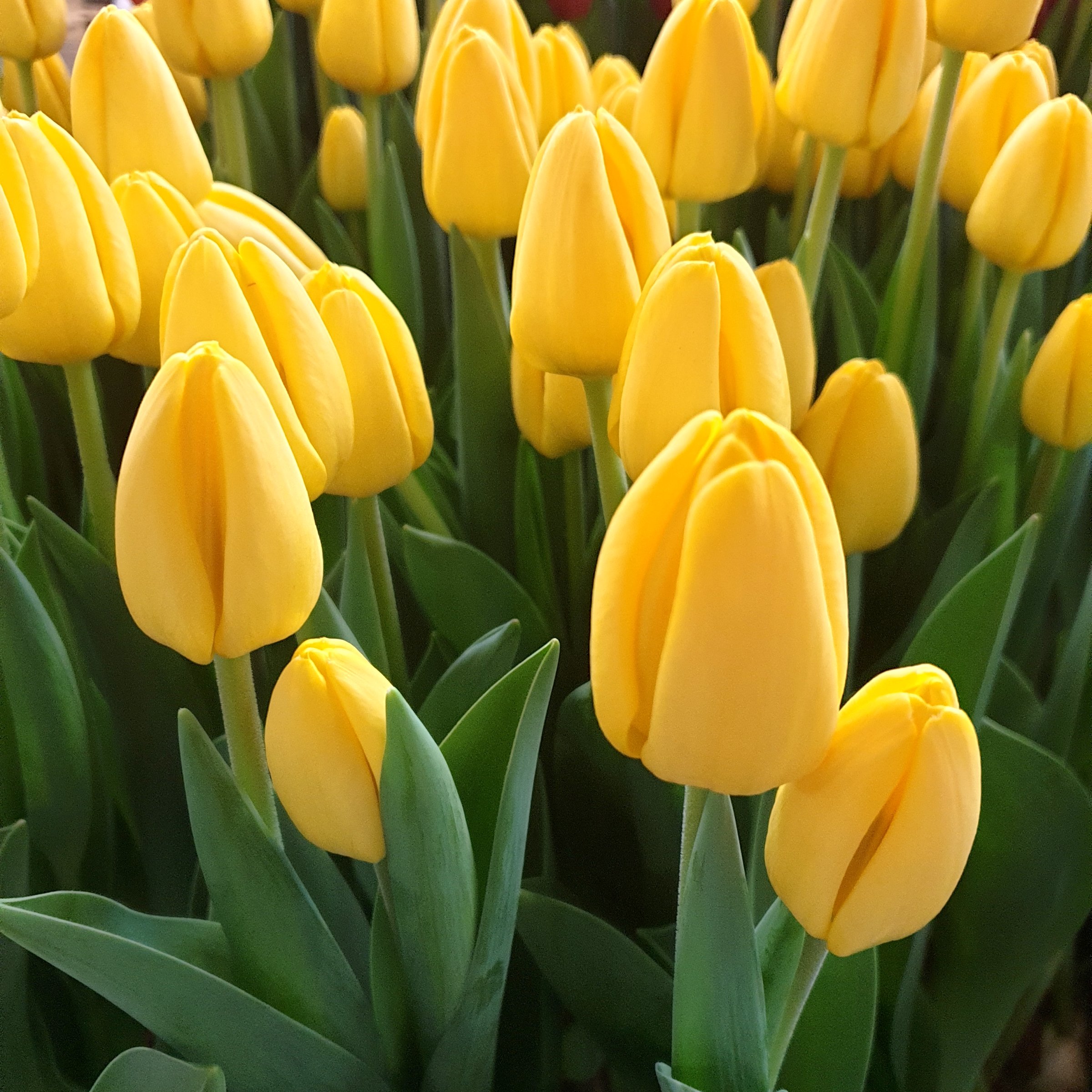 National Plant Network LW3149B Plant-Bulbs - View #2