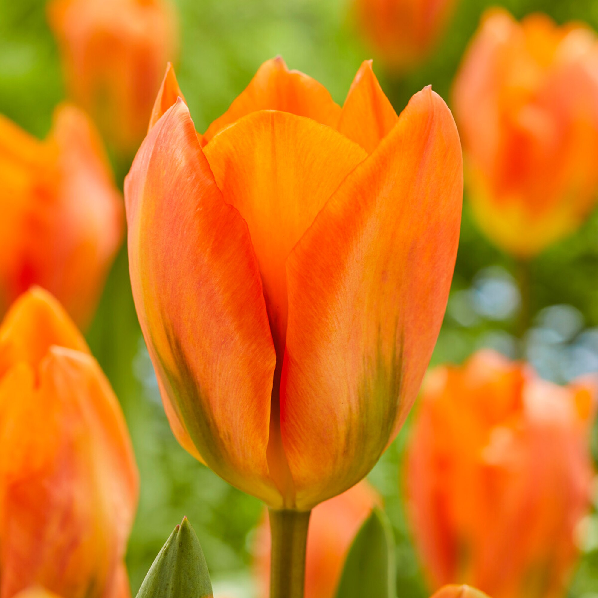 Orange Emperor Fosteriana Tulip Plant Bulbs at Lowes.com