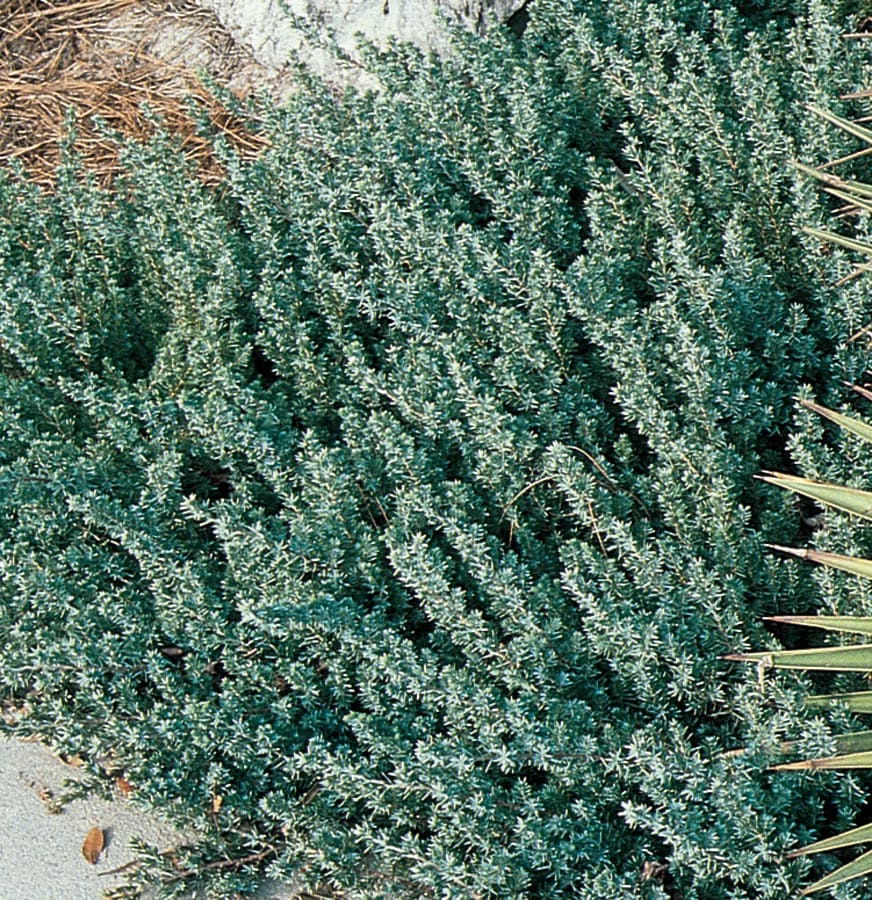 Blue Pacific Shore Juniper Accent Shrub In Pot (With Soil) in the ...