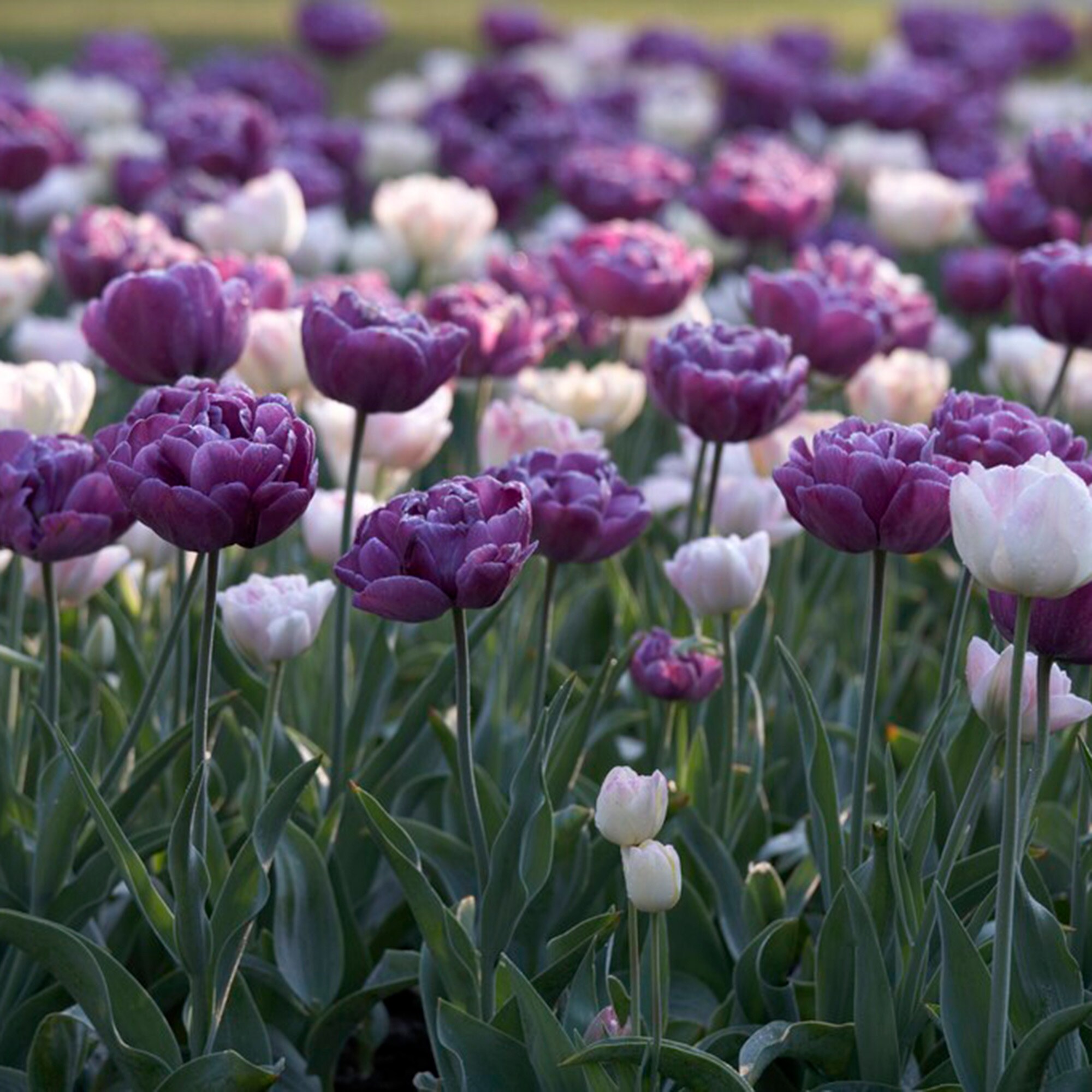 Garden State Bulb ECF-41-50-02 Plant-Bulbs - View #6