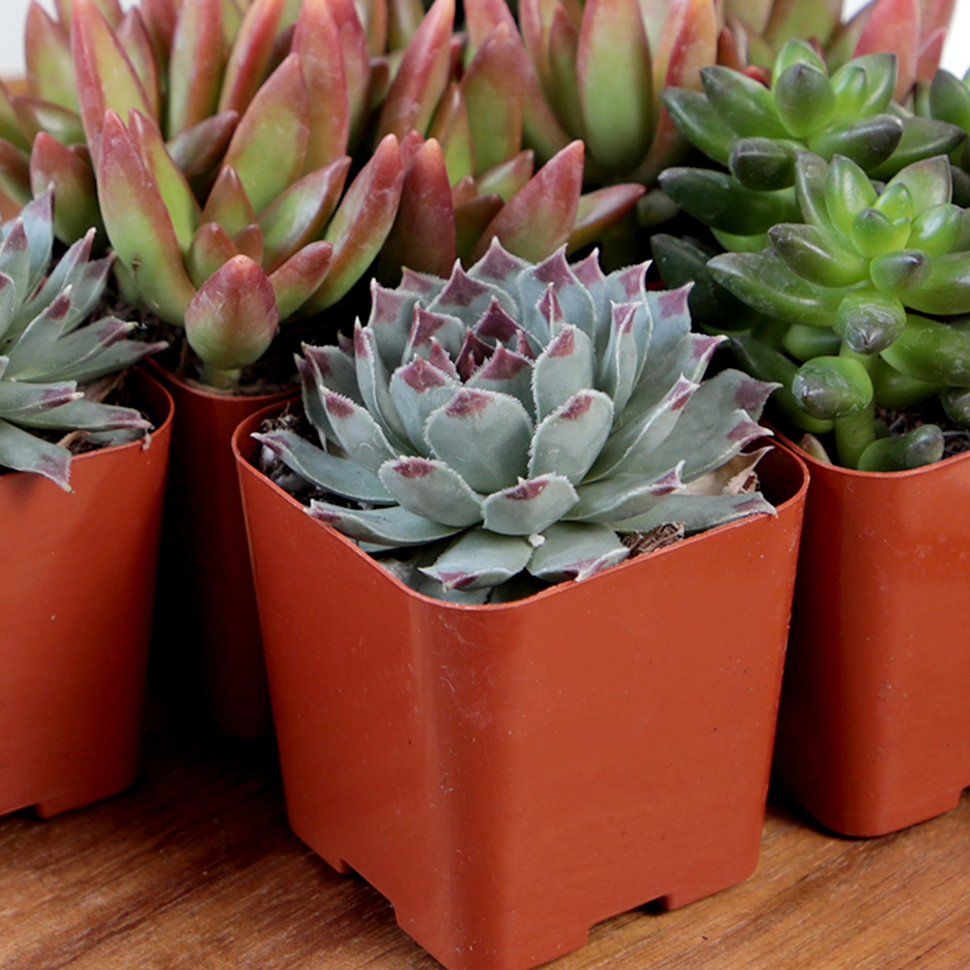 Altman Plants 0881149 Cacti-Succulents - View #4
