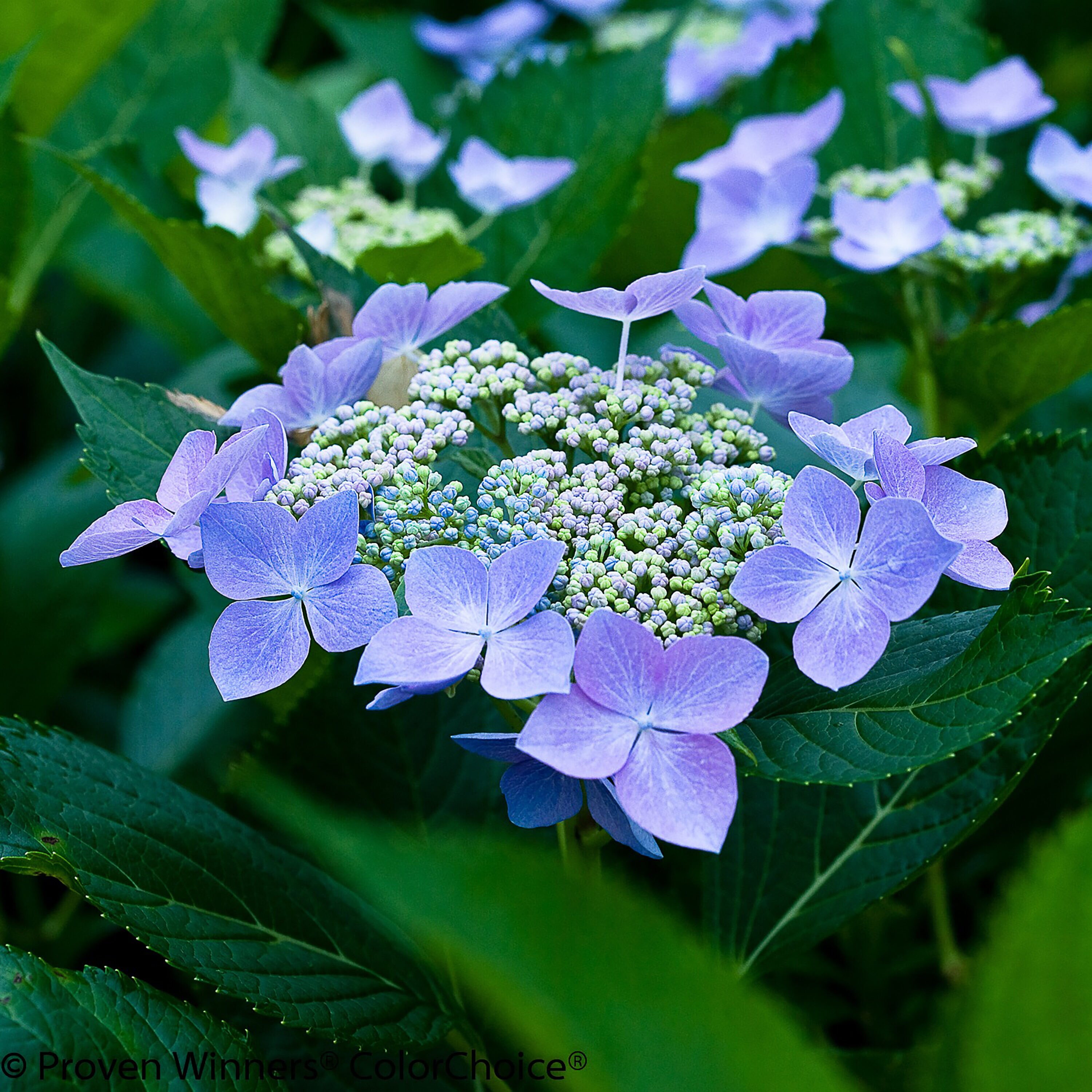 Proven Winners HYDPRC3017800 shrubs - View #4