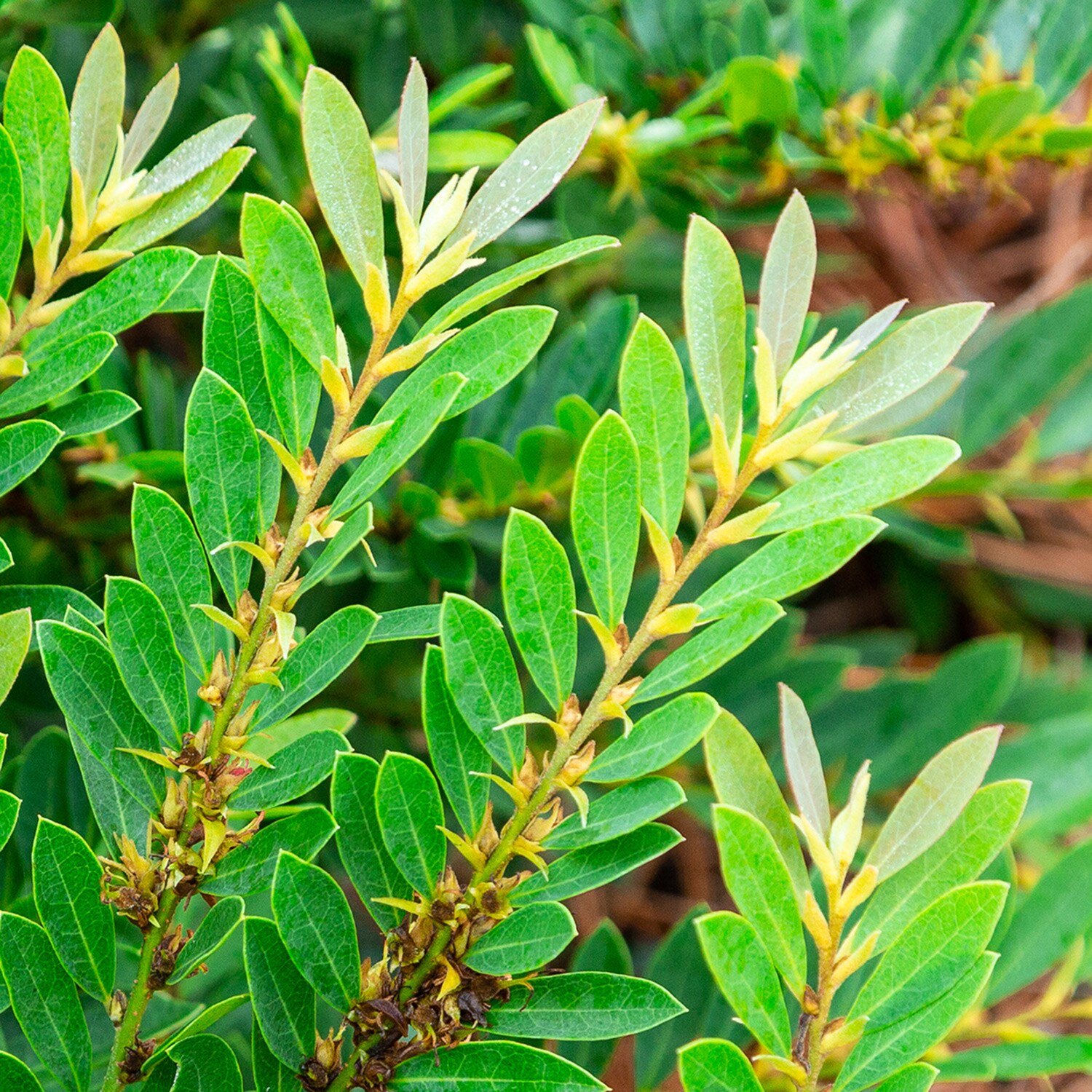 Southern Living Plant Collection 90612SL-1 shrubs - View #6