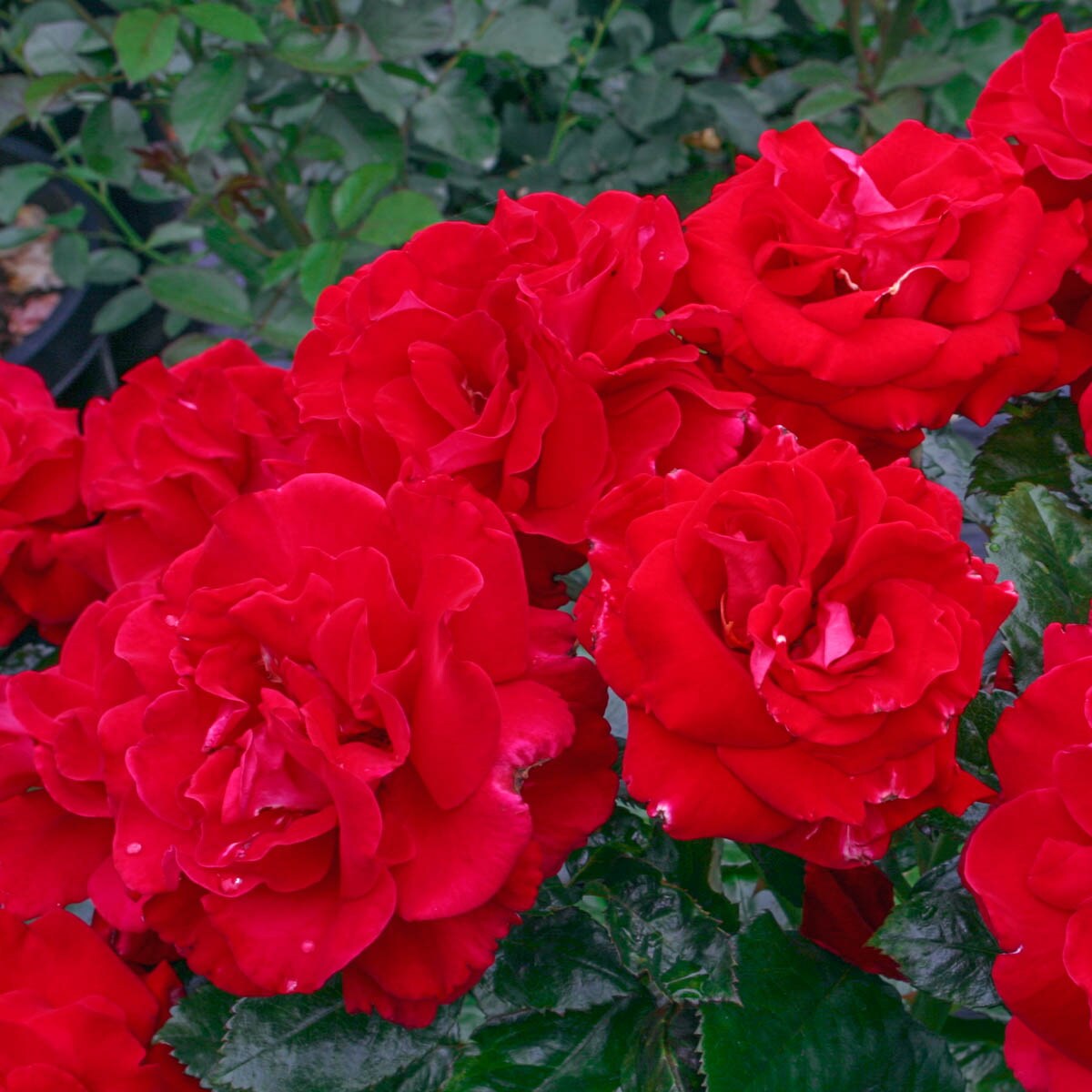 Spring Hill Nurseries 99235 roses - View #3
