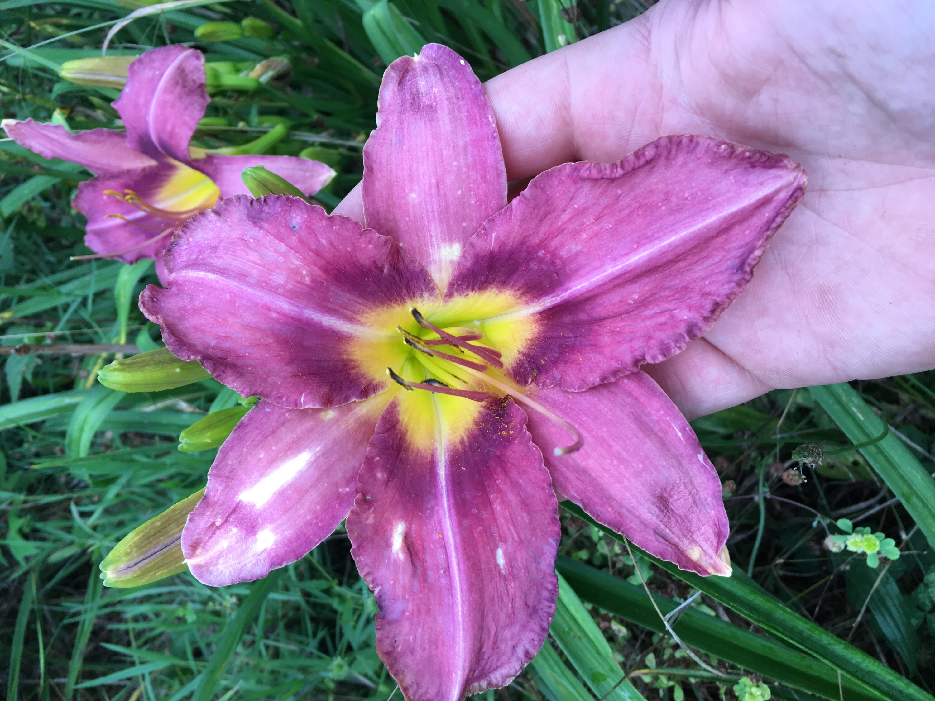 Daylily Nursery 21607 perennials - View #4
