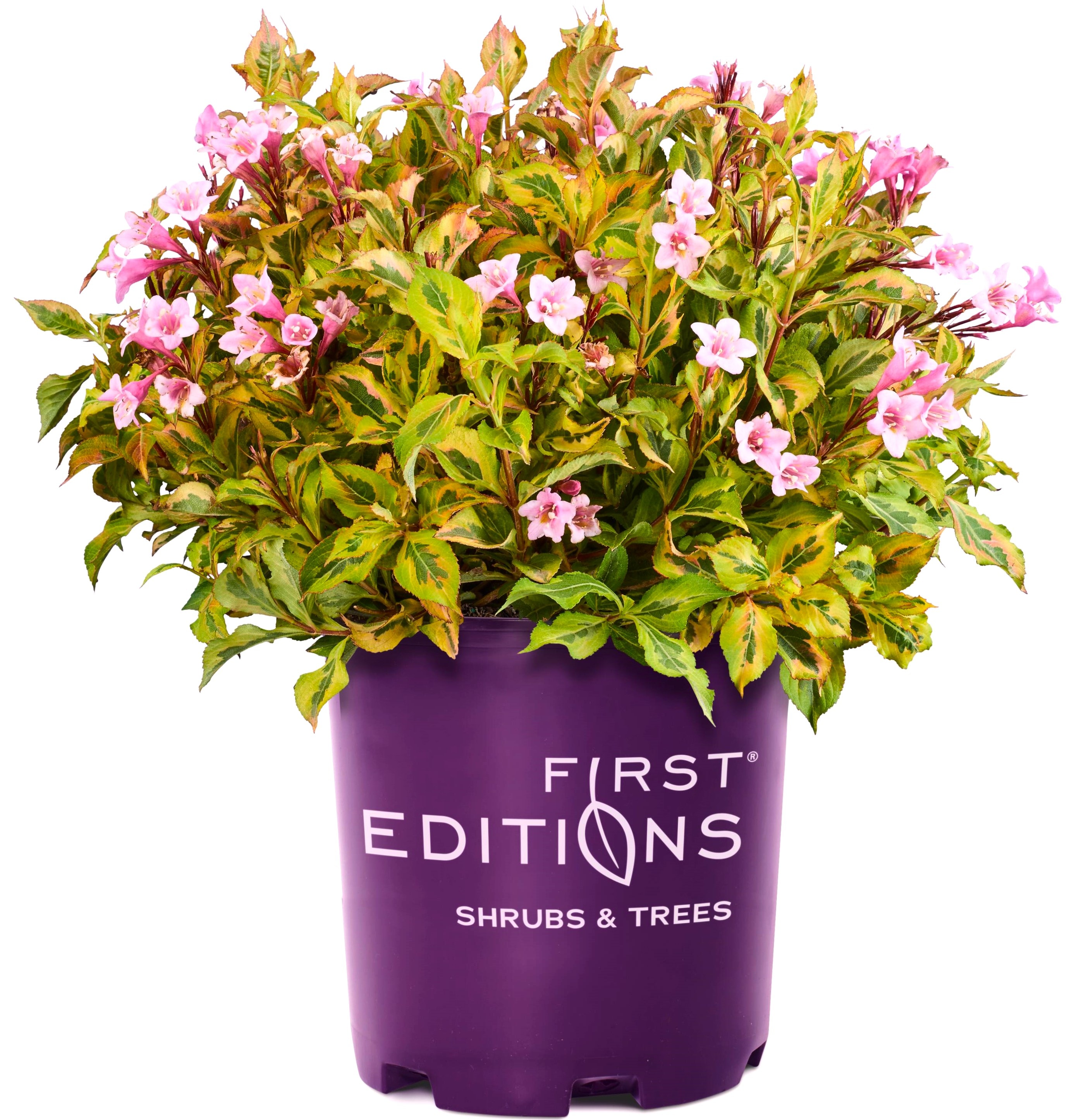 First Editions O90962F Rainbow Sensation Weigela Flowering Shrub in 2 -Gallon Pot 1 -Pack with Pink Blooms