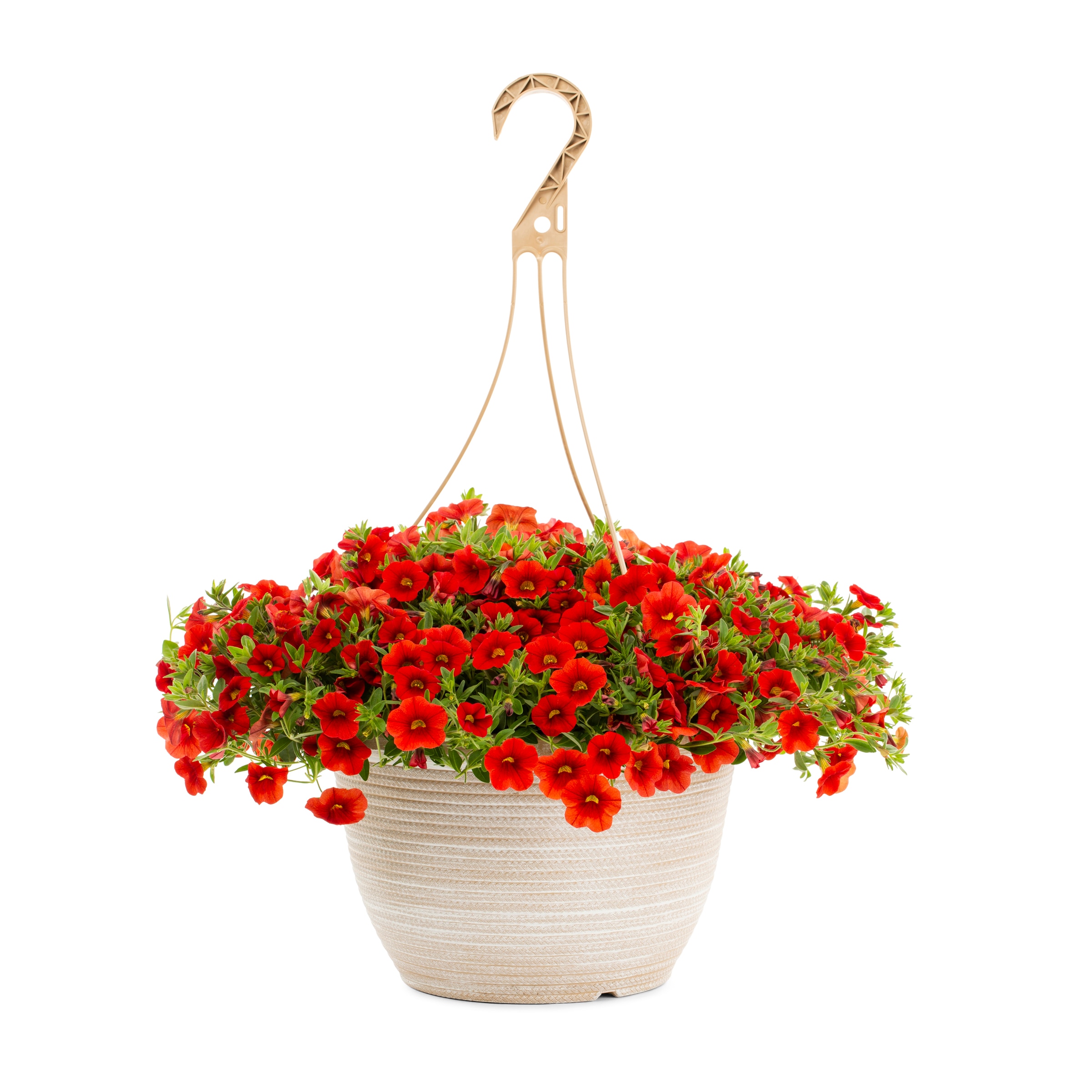 Lowe's 411865 annuals - View #9