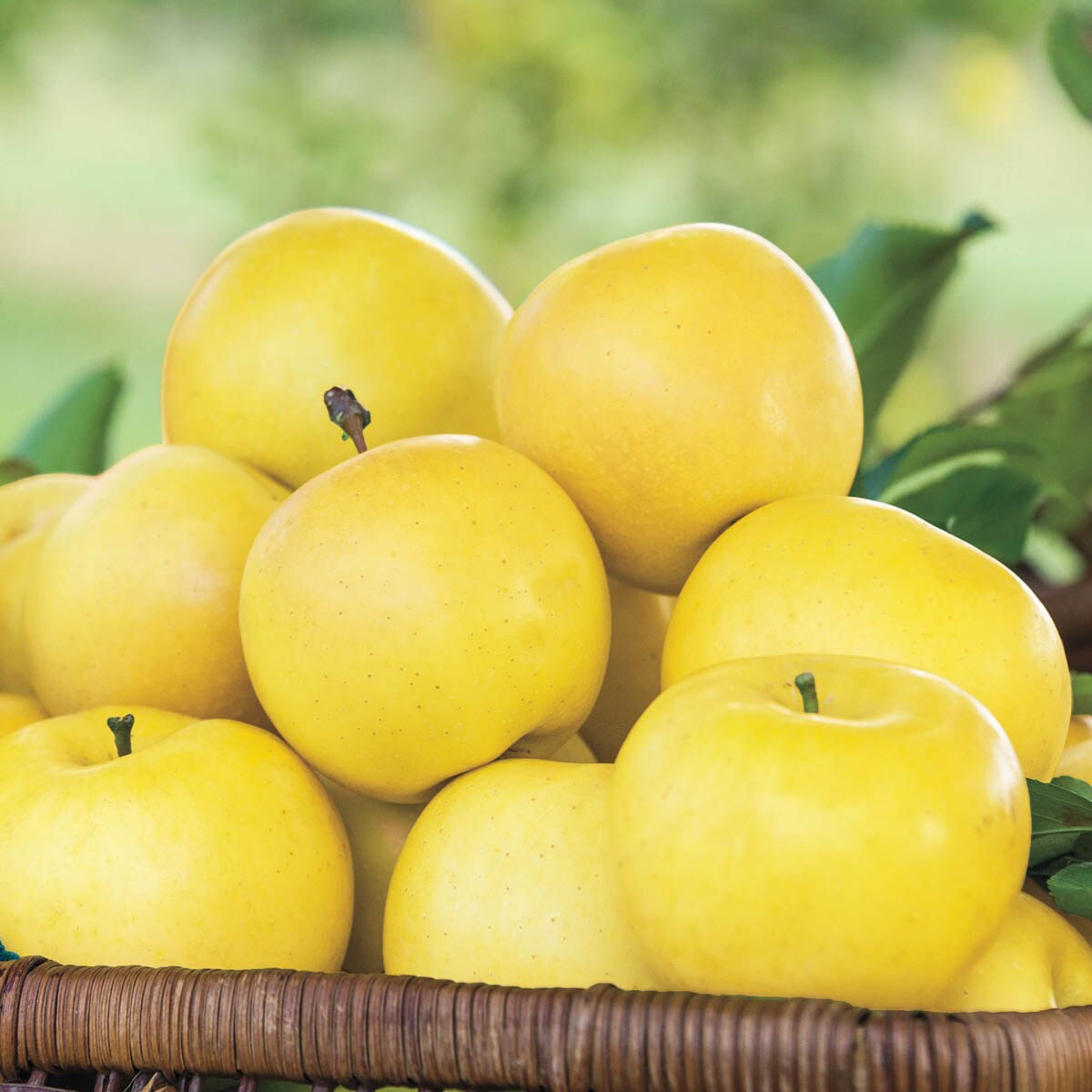 Gurney's Seed and Nursery 62732 1 Count Fruit Tree Dorsett Golden Dwarf Apple Bareroot