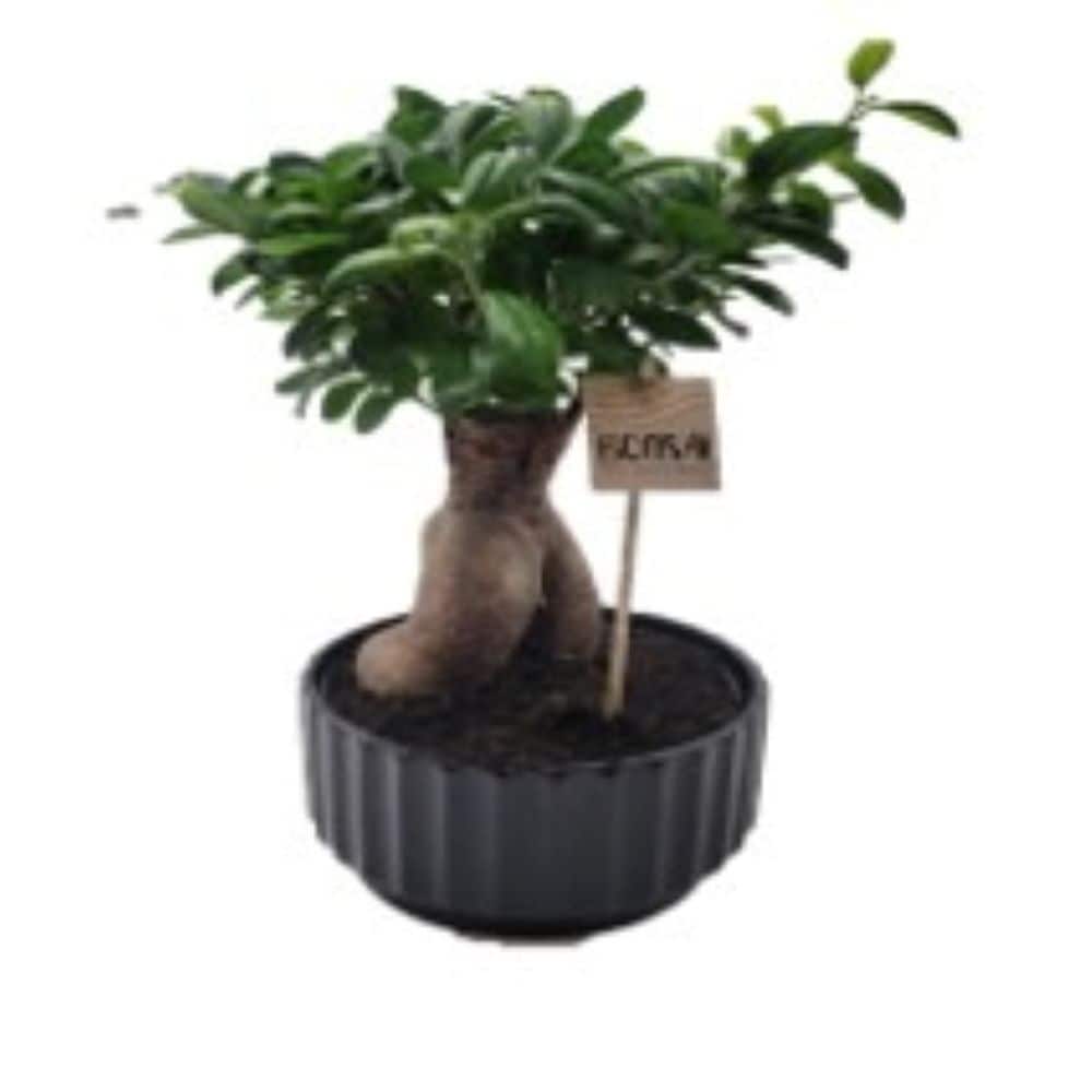 Better-Gro Bonsai House plant in 1 Gallon(s) Planter 1 -Pack