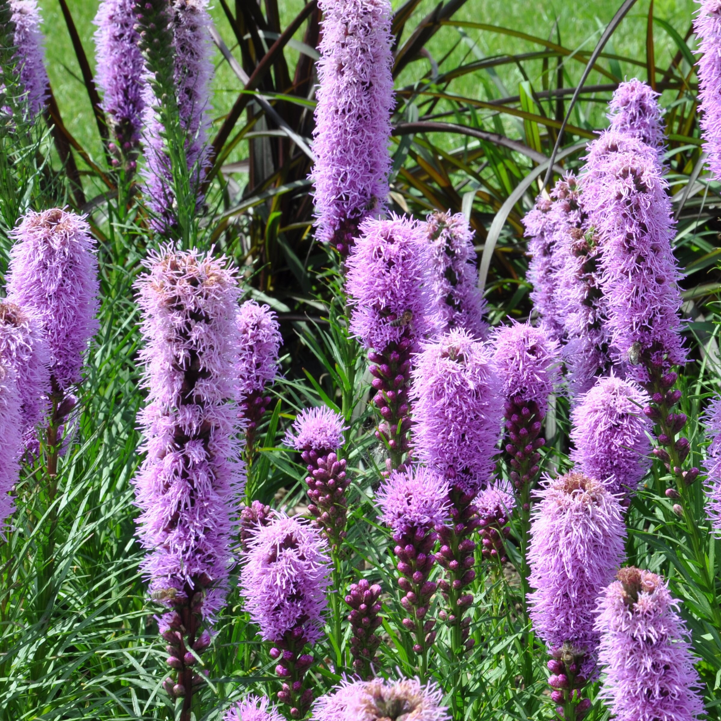 National Plant Network LW1904 perennials - View #9