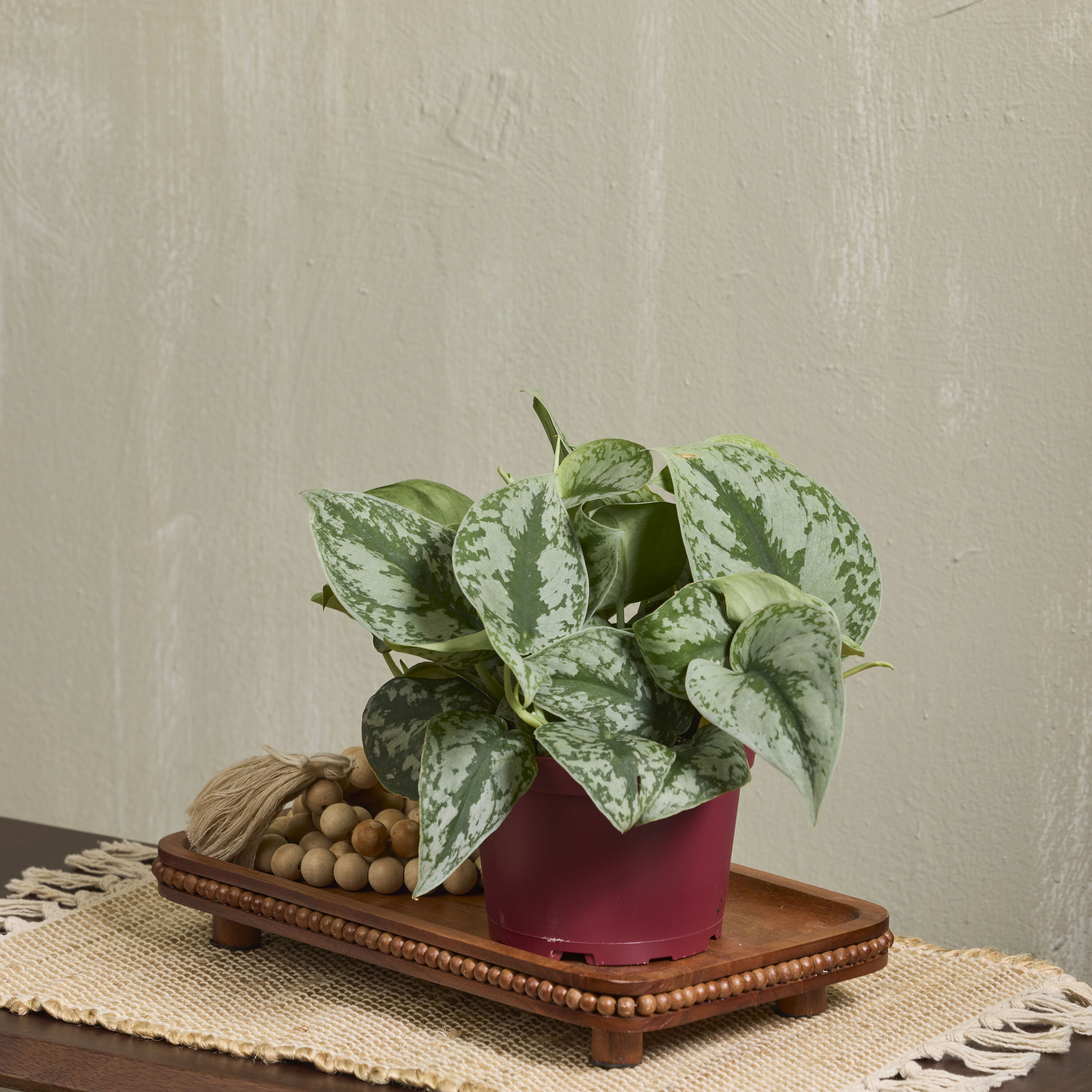 LiveTrends ASB08723 hseplants - View #3