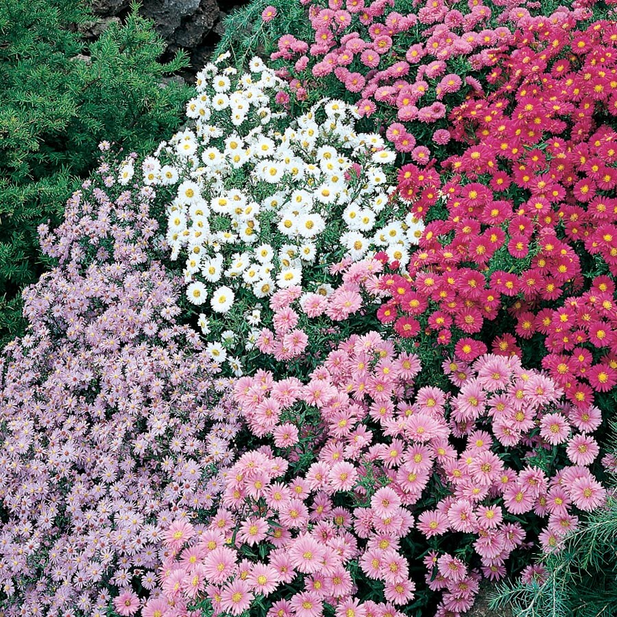 Lowe's Purple Lavender in 1.5-Gallon (s) Pot in the Perennials department  at