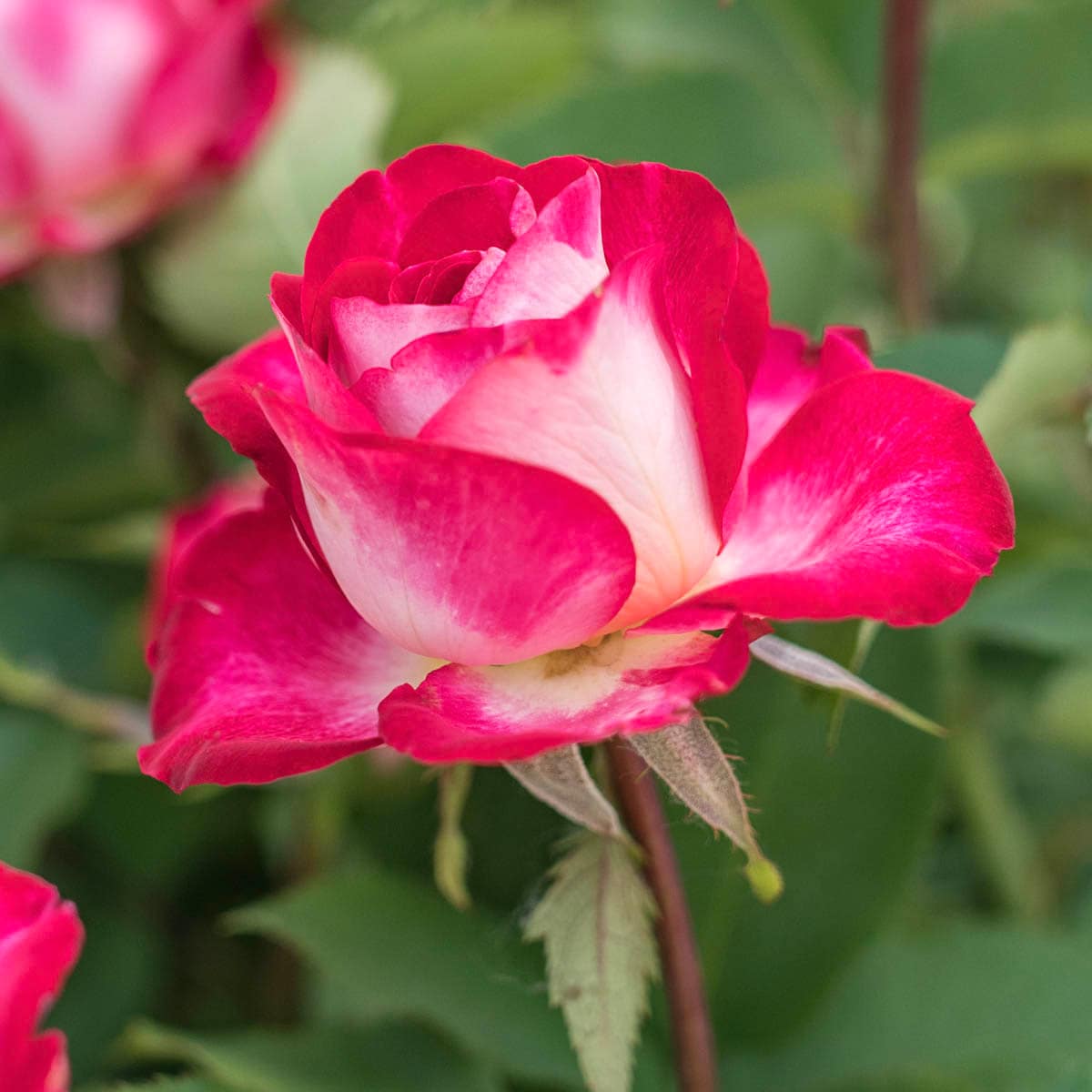 Spring Hill Nurseries 84480 roses - View #3