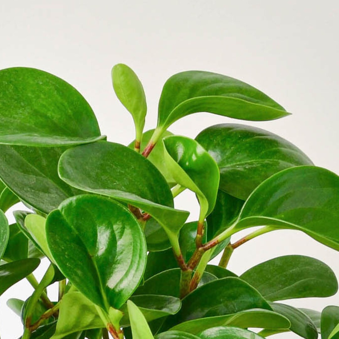 House Plant Shop 6-PEPEROMIA-THAILAND hseplants - View #4