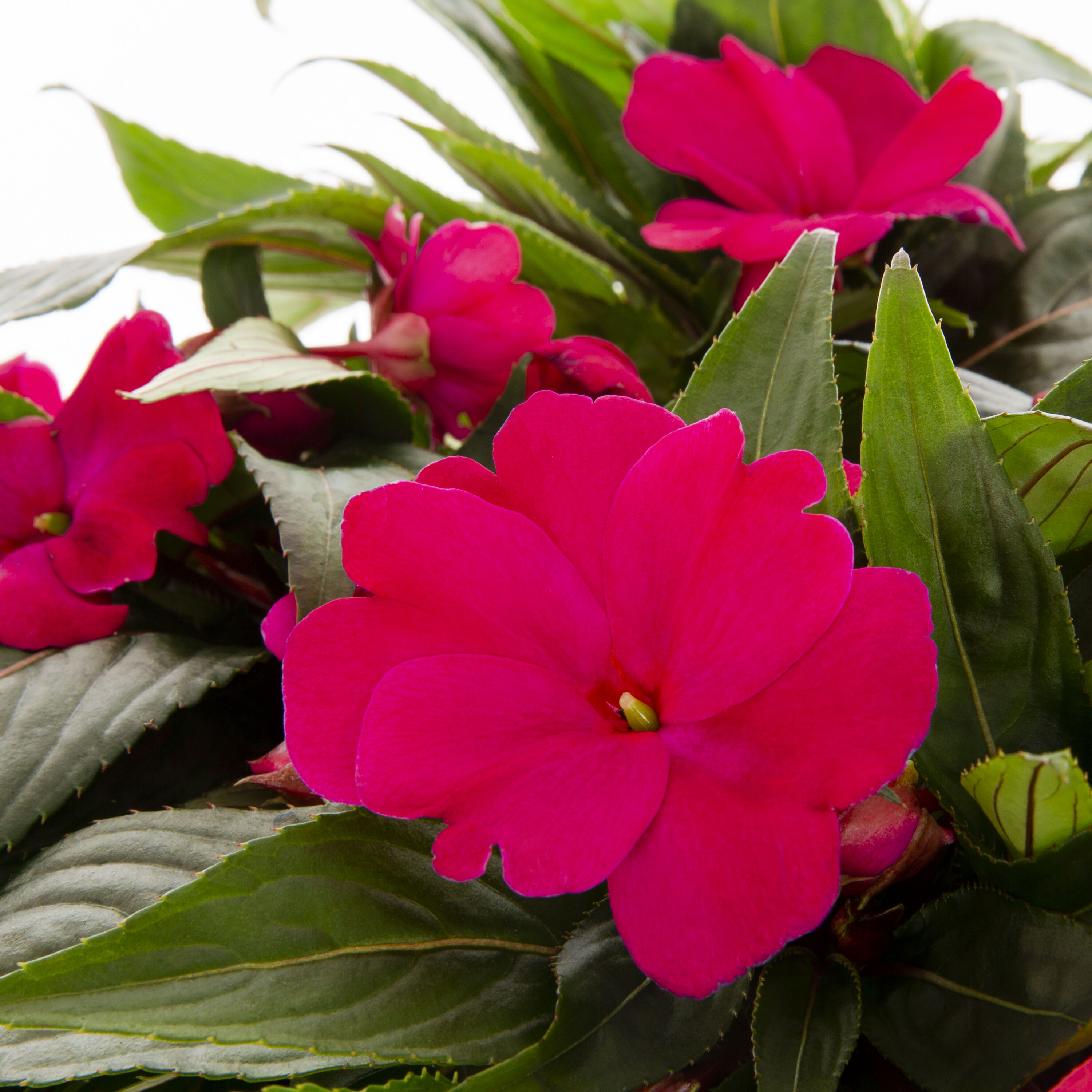 Metrolina Greenhouses 5098 annuals - View #2
