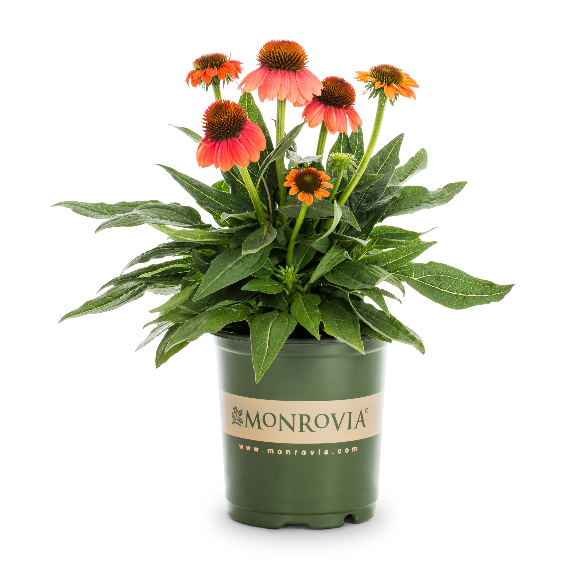 Lowe's NURSERY Multicolor Monrovia Echinacea Sombrero Hot Coral Plant in 2.5 -Gallon Pot 1 -Pack
