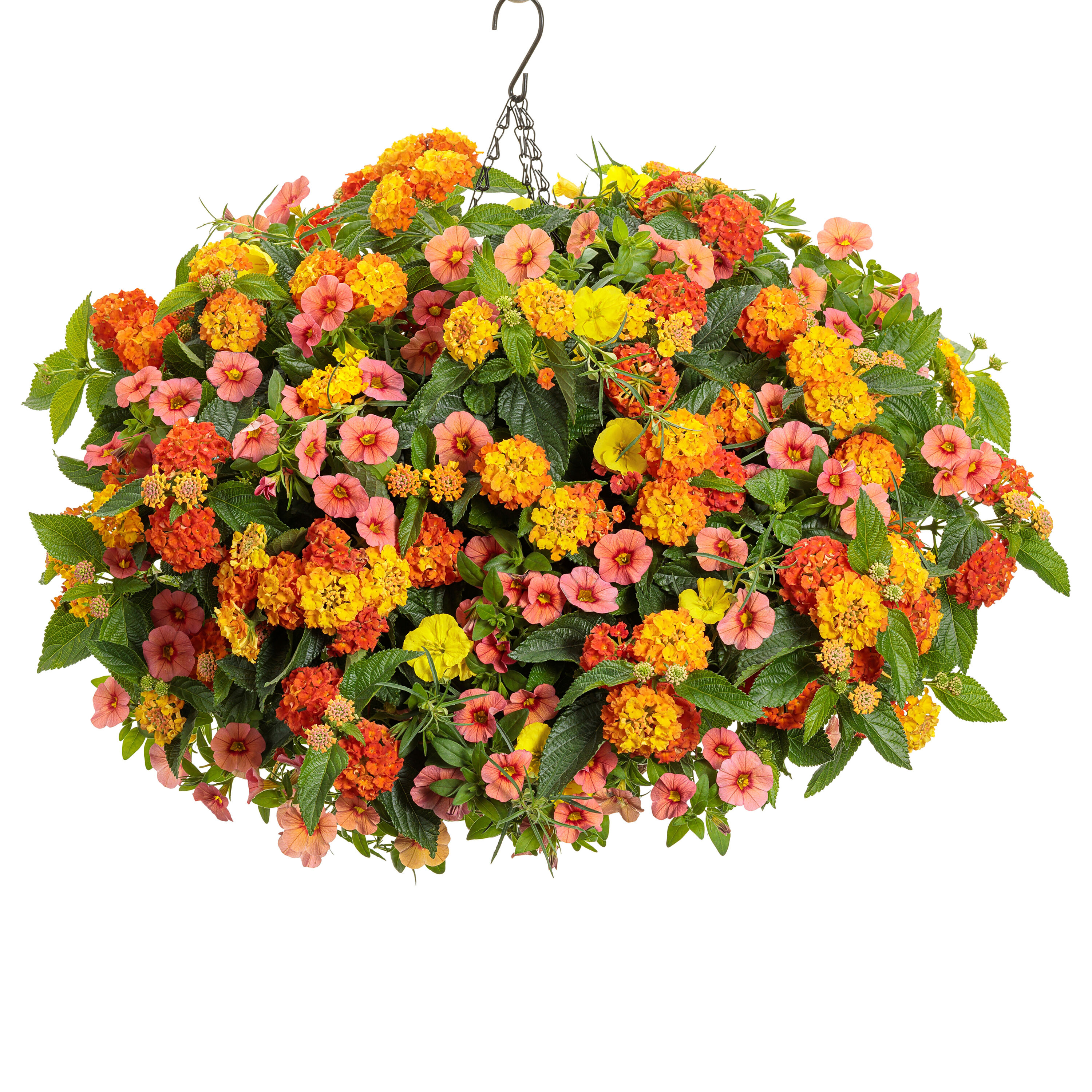 Proven Winners LANPRW4007504 annuals - View #5
