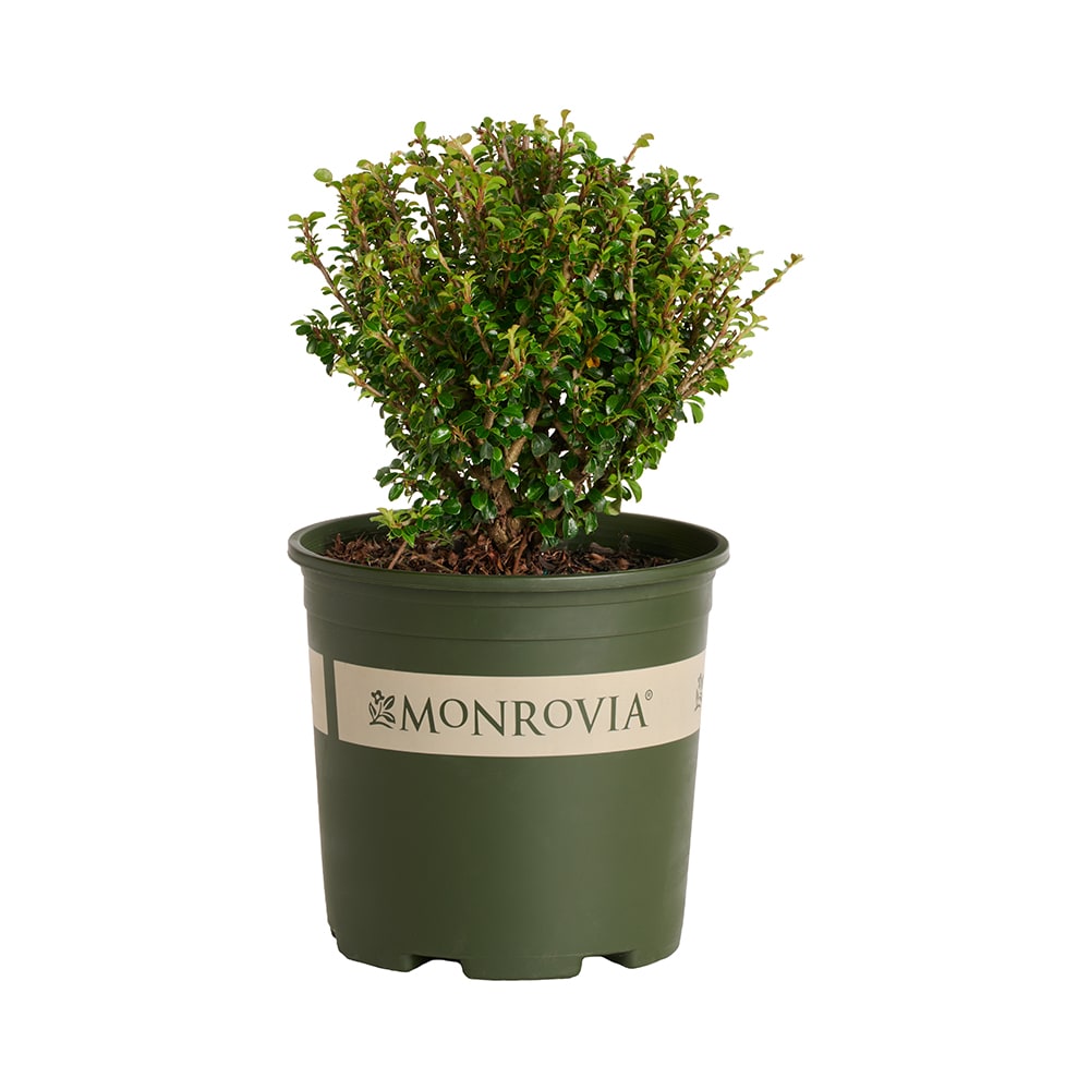Monrovia - 1.73 -Gallon Cotoneaster Shear Genius Foundation/Hedge Shrub with White Blooms 1 -Pack