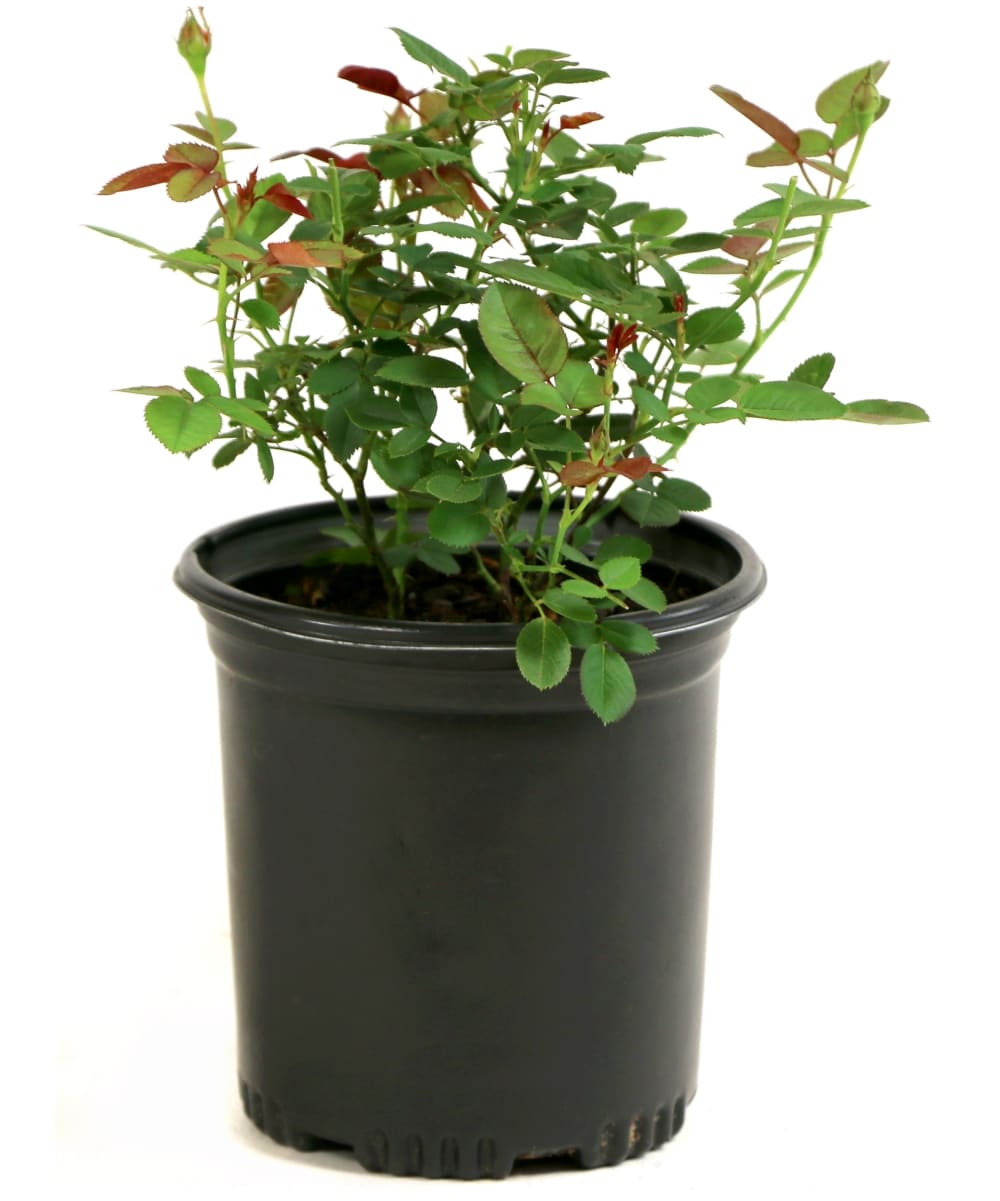 National Plant Network LW1588 Multicolor 2-N-1 Freedom Rose 1 -Gallon Planter