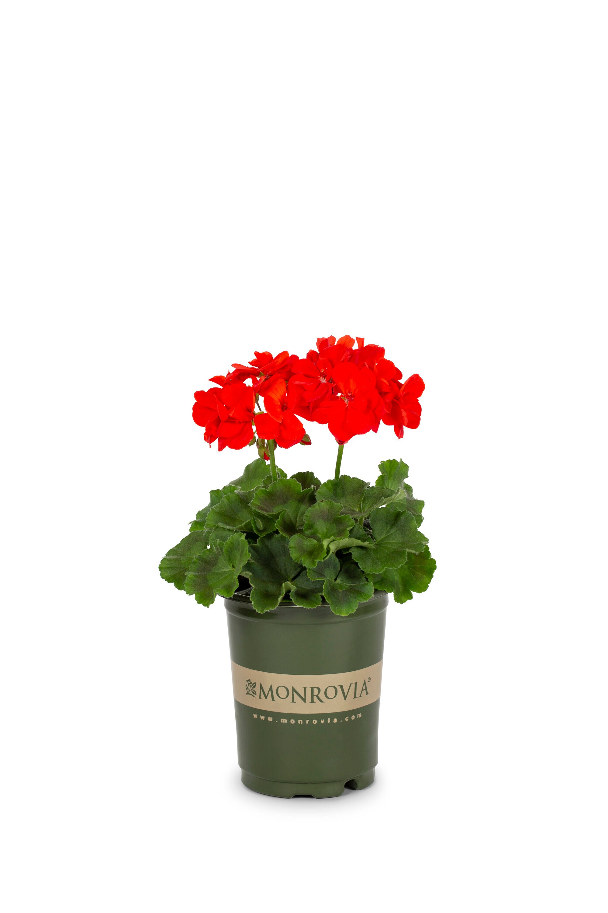 Monrovia 78981 annuals - View #5