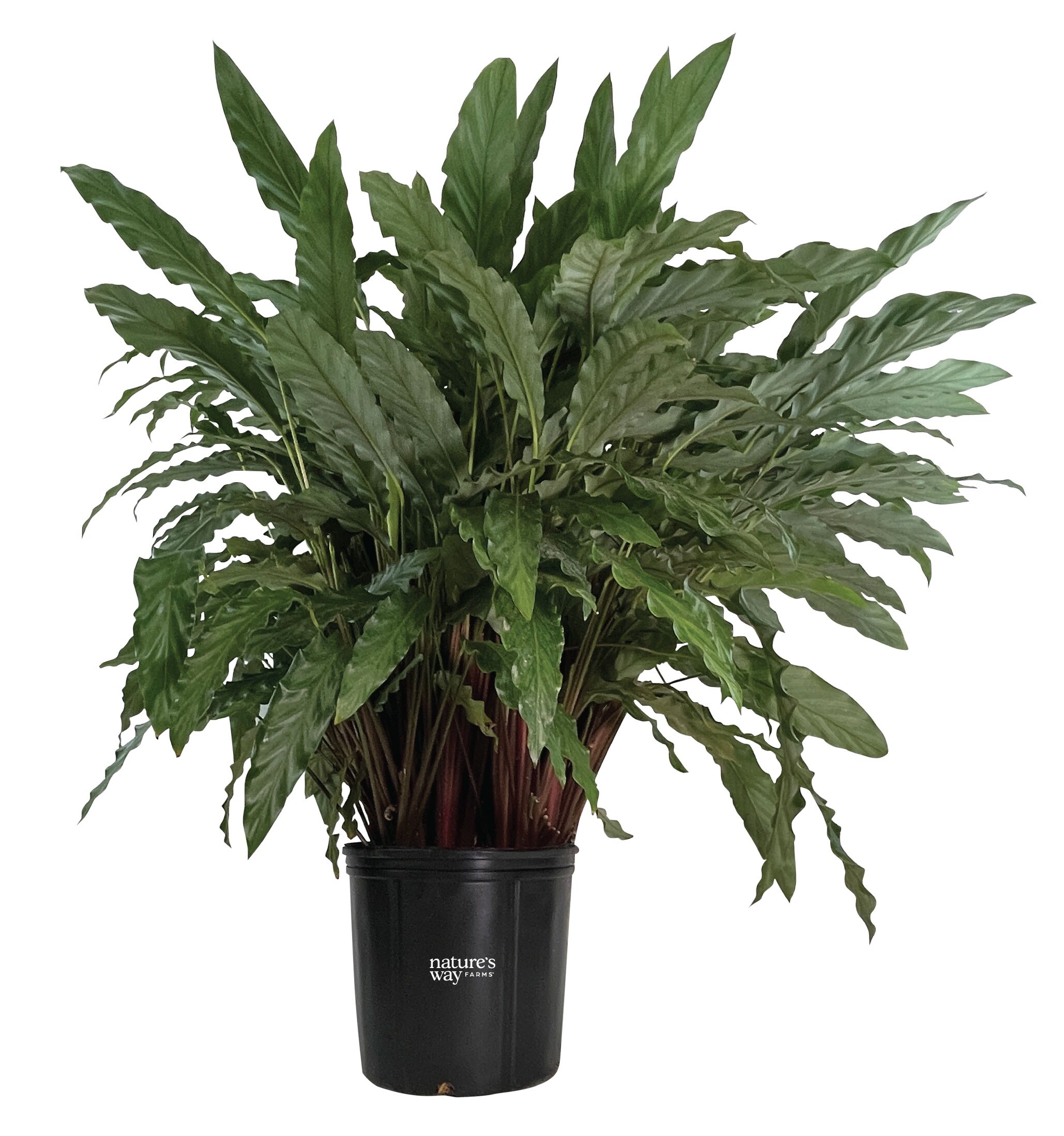 Calathea Bluegrass Plants, Bulbs & Seeds at Lowes.com
