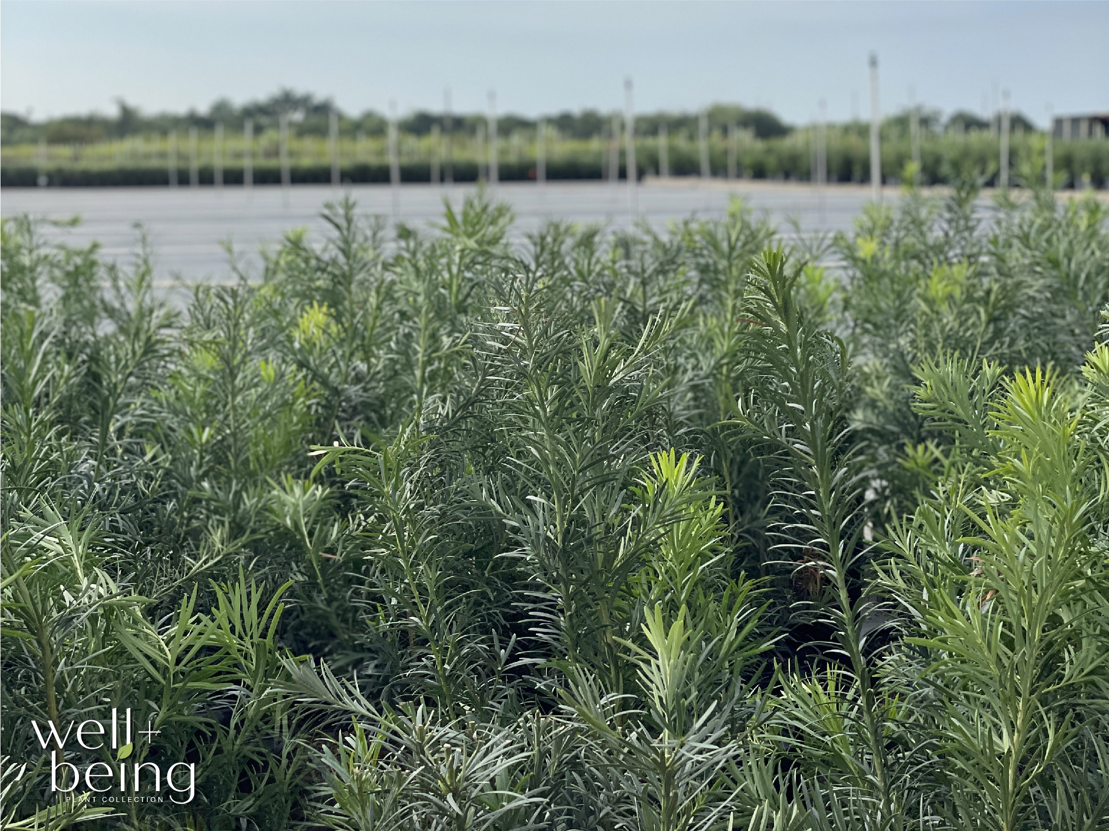  5800 shrubs - View #4