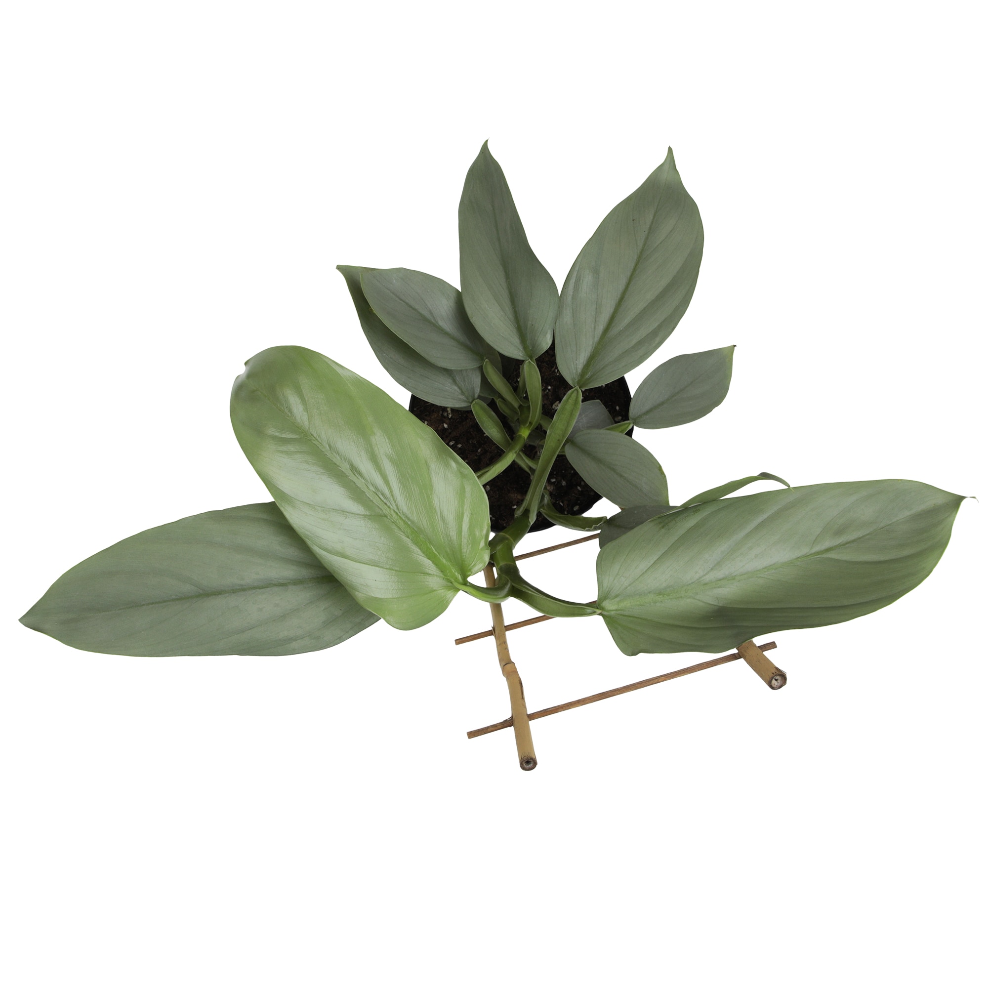 Lowe's 5994141 hseplants - View #3