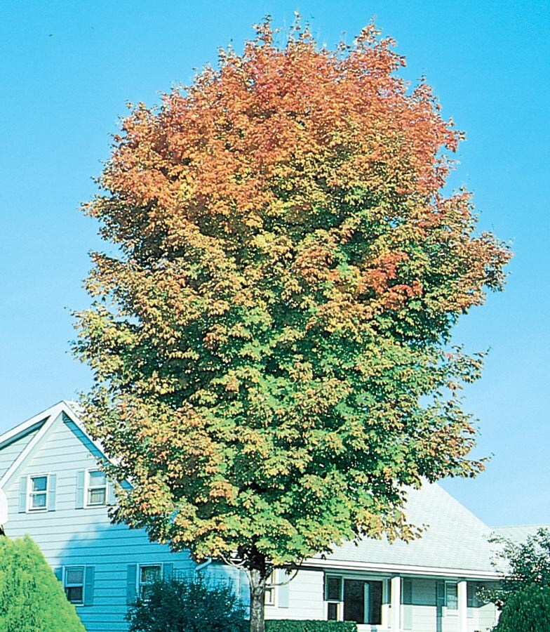  NURSERY 12.07-Gallon Yellow Shade Tree Legacy Sugar Maple In Pot (With Soil)
