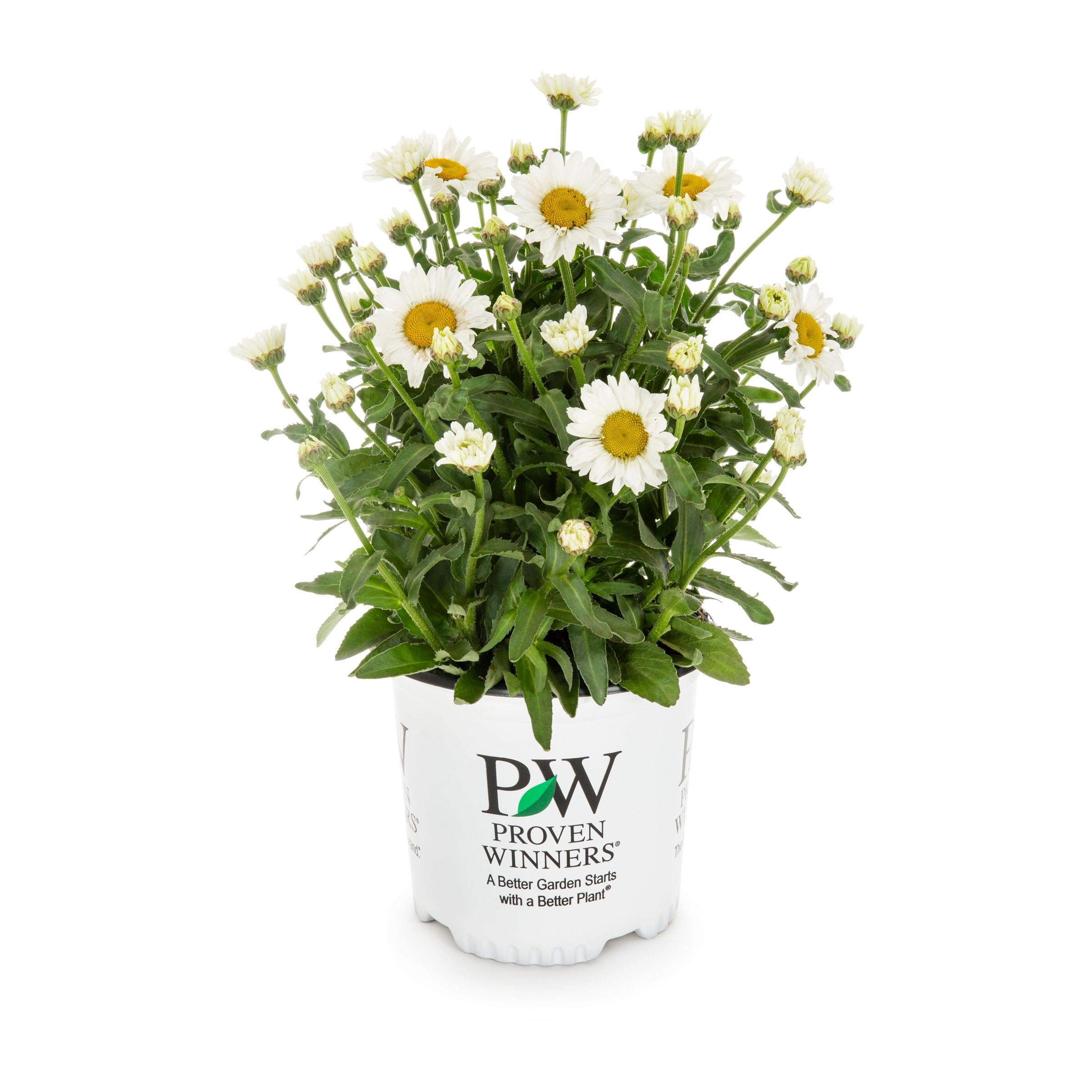 Proven Winner NURSERY Leucanthemum Plant in 1 -Gallon