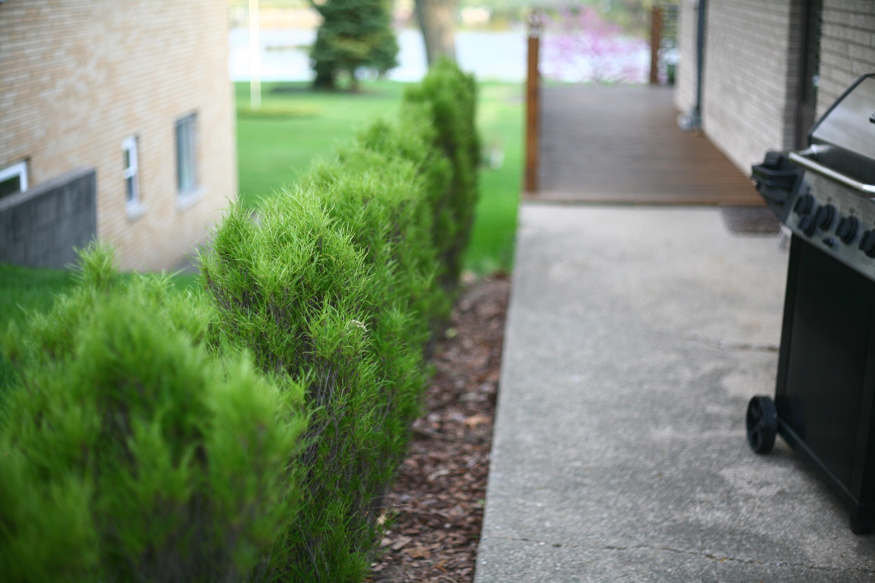 Proven Winners RHAPRC1027800 shrubs - View #5