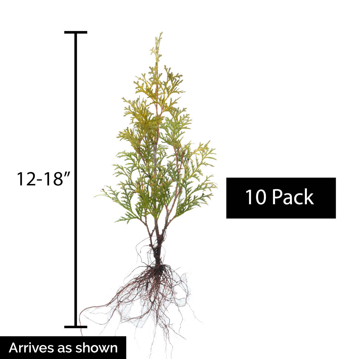 Spring Hill Nurseries 64593 shrubs - View #4