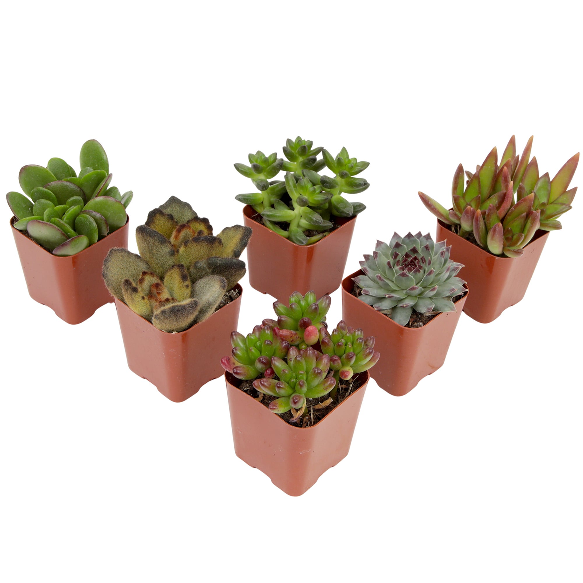 Altman Plants 0881173 Cacti-Succulents - View #10