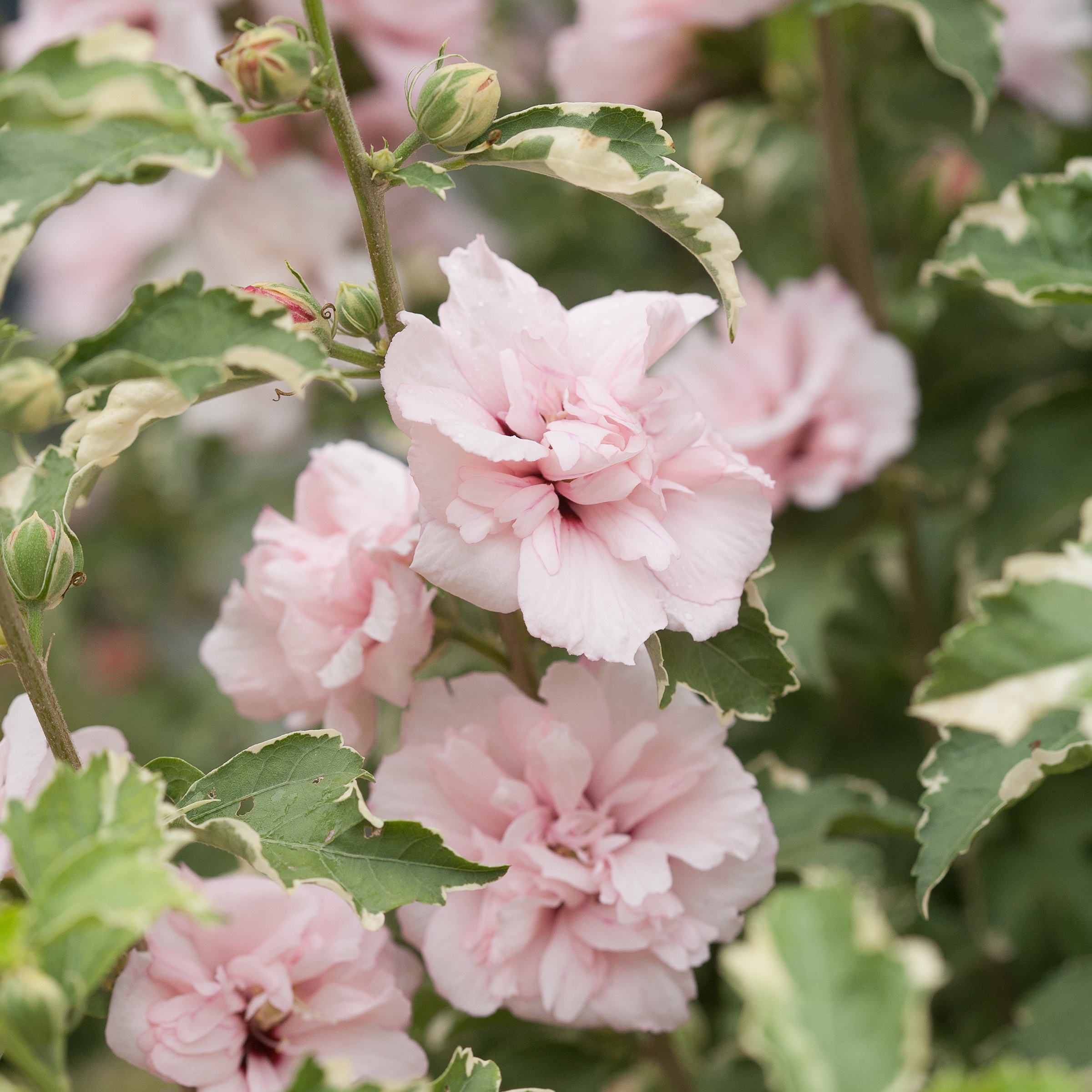 Proven Winners NURSERY Sugar Tip#174 Rose of Sharon Flowering Shrub in -Gallon Pot 1 -Pack with Pink Blooms