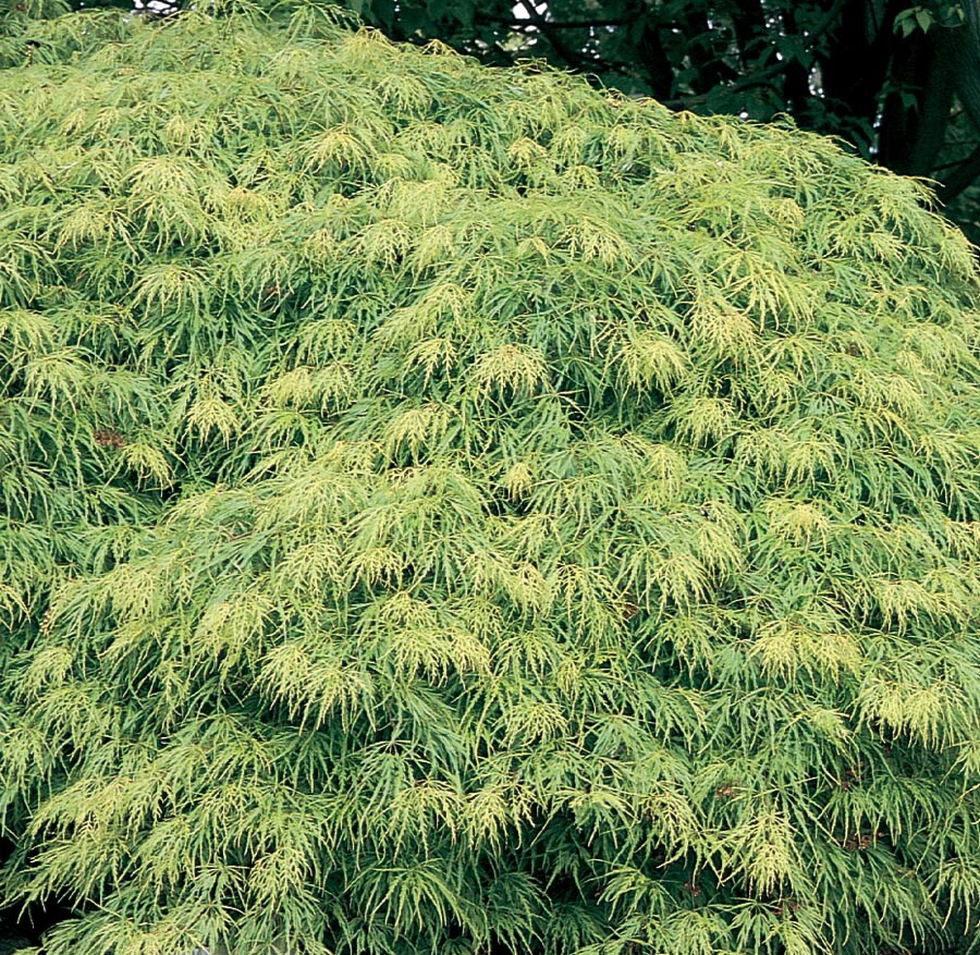  NURSERY 12.7-Gallon Feature Tree Laceleaf Japanese Maple In Pot (With Soil)
