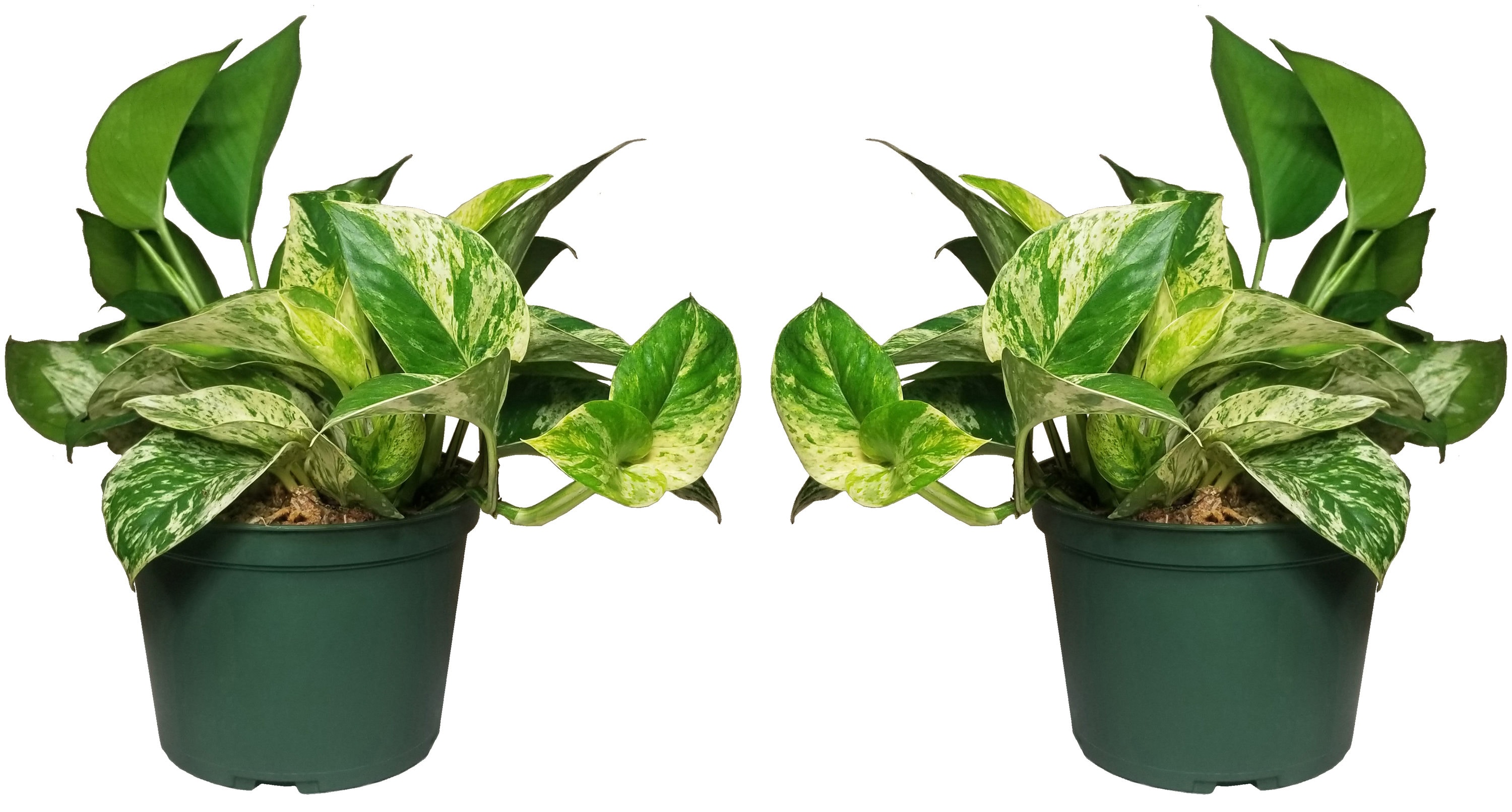  2PKMARPOTL Marble Queen Pothos House plant in 1 Inch(es) Pot 1 -Pack