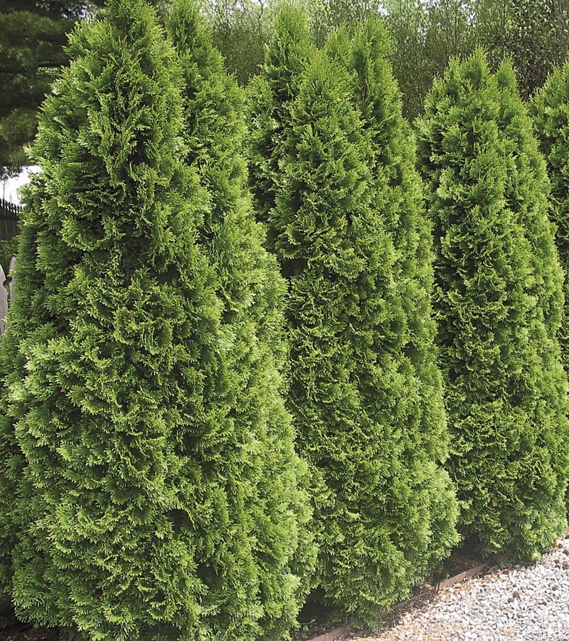 Emerald Green Arborvitae Screening Shrub in 5-Gallon (s) Pot at Lowes.com