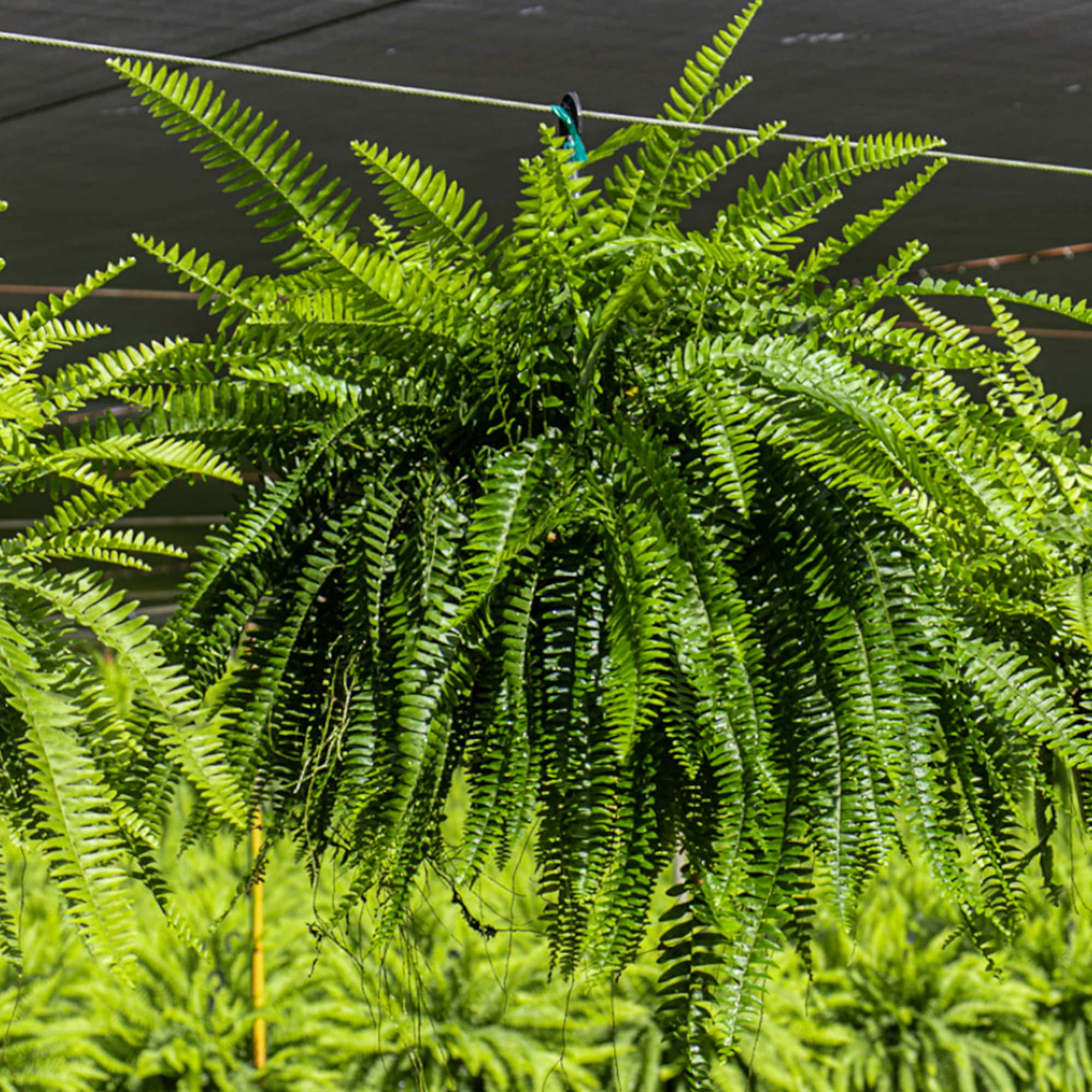 United Nursery 72451 hseplants - View #2