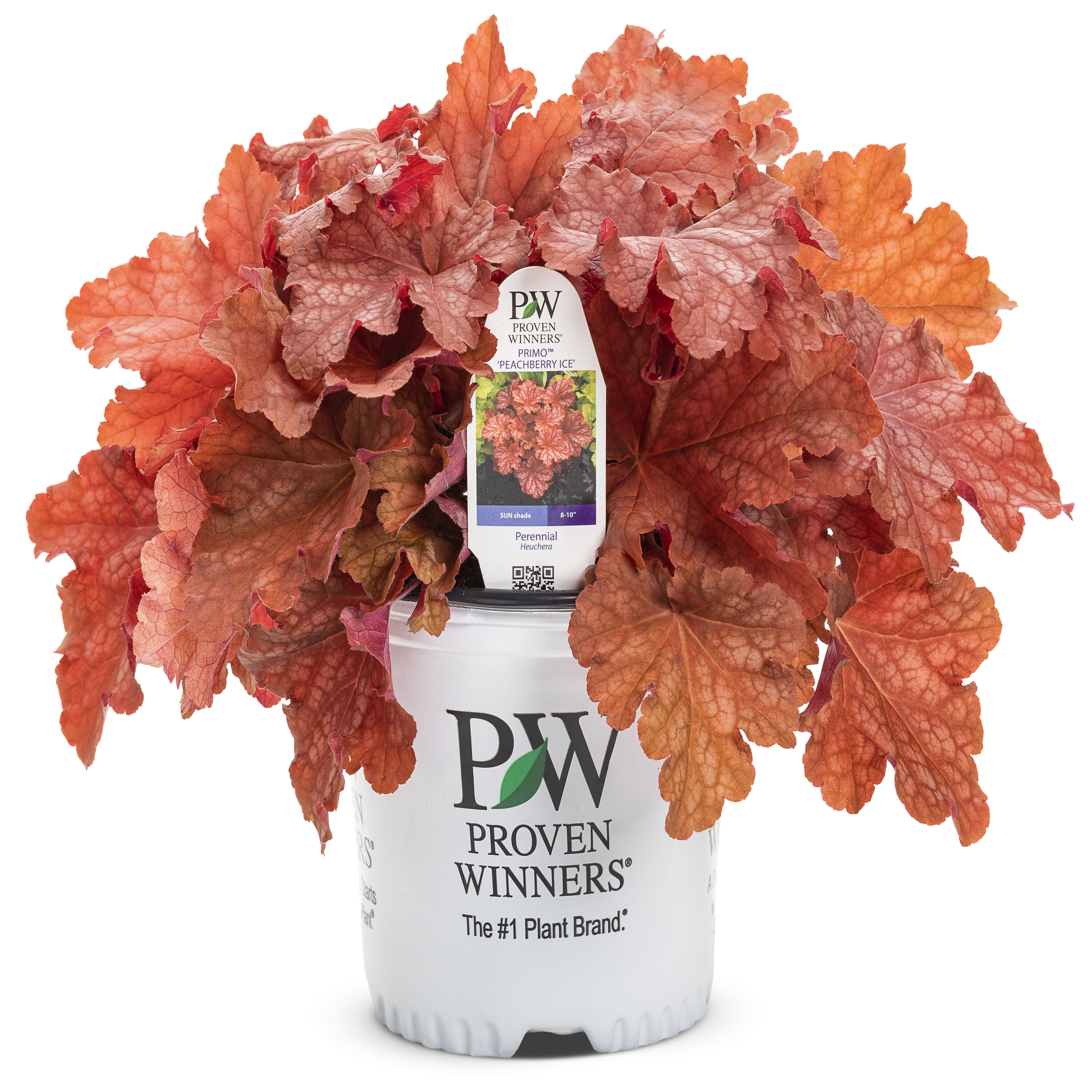Proven Winners HEUPWP2537800 Peachberry Ice Heuchera Qt