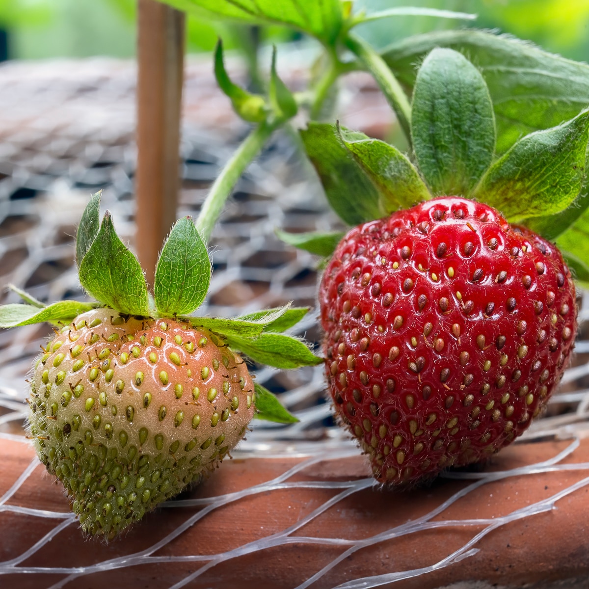 Van Zyverden 84859 Fruit-Plants - View #4
