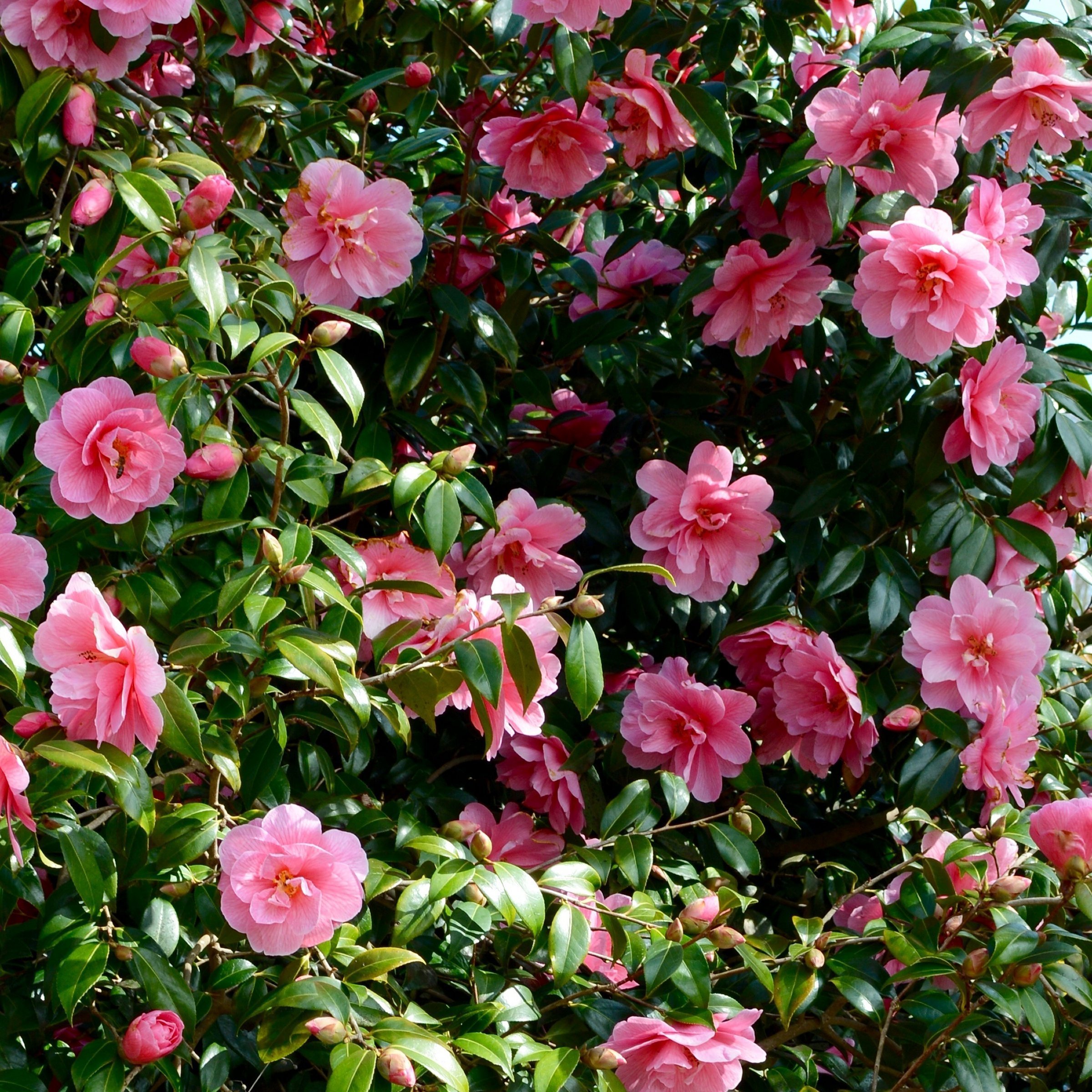 National Plant Network LW2808 shrubs - View #10