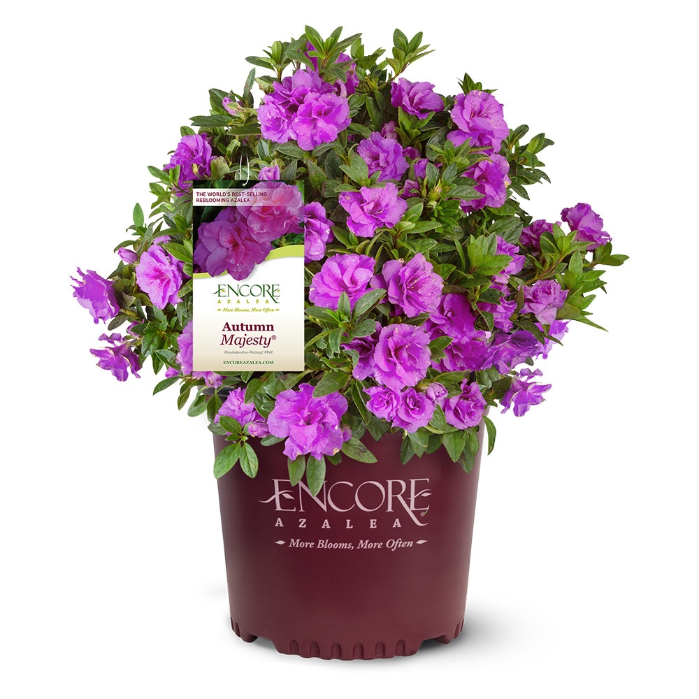 Encore Azalea 80573-1 Autumn Majesty Azalea Flowering Shrub in 3 -Gallon Pot 1 -Pack with Purple Blooms