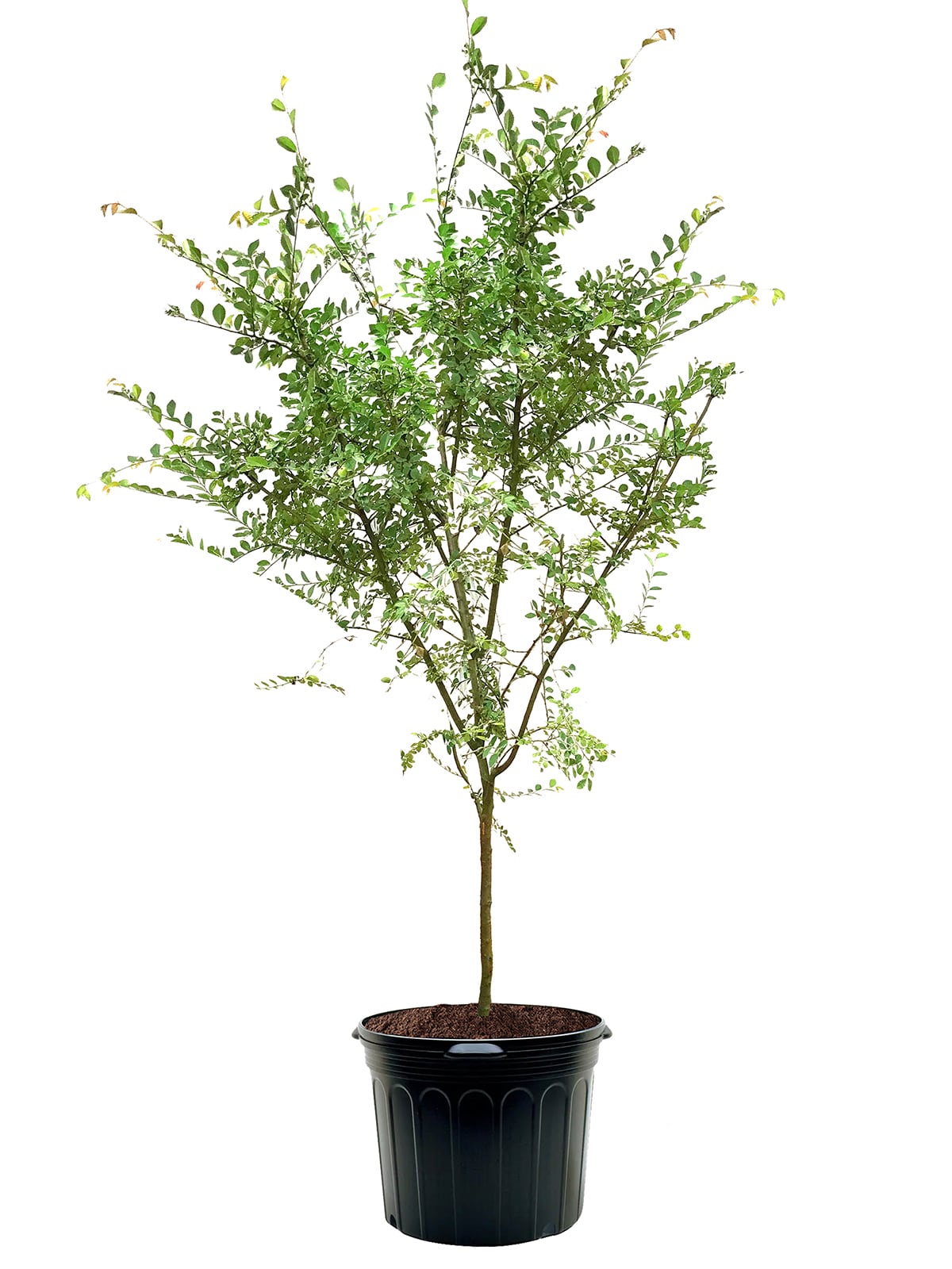 Southern Planters ELMFRO07G 7 -Gallon Shade Frontier Elm In pot (with soil)