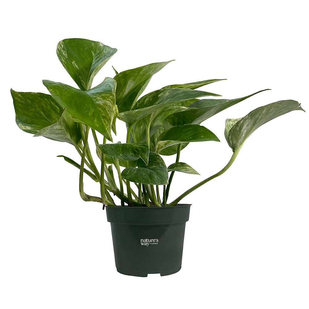  1079 Yellow Marble Queen Pothos House plant in 4 Inch(es) Pot 1 -Pack