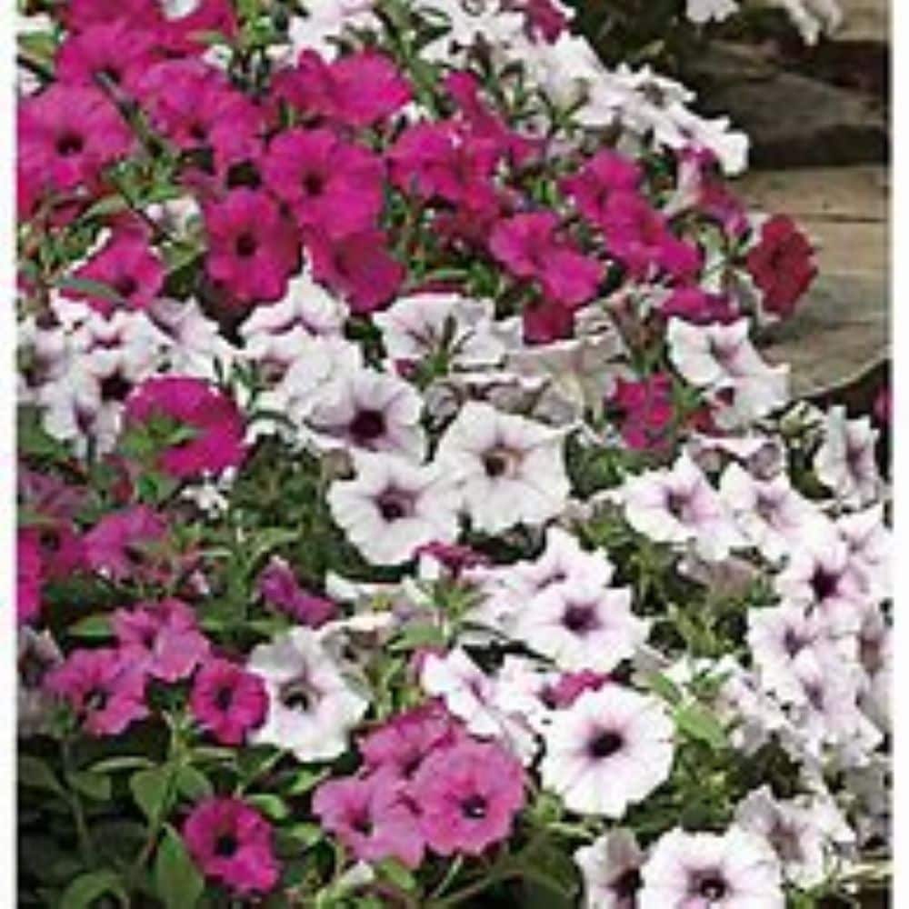Lowe's 998704 annuals - View #4